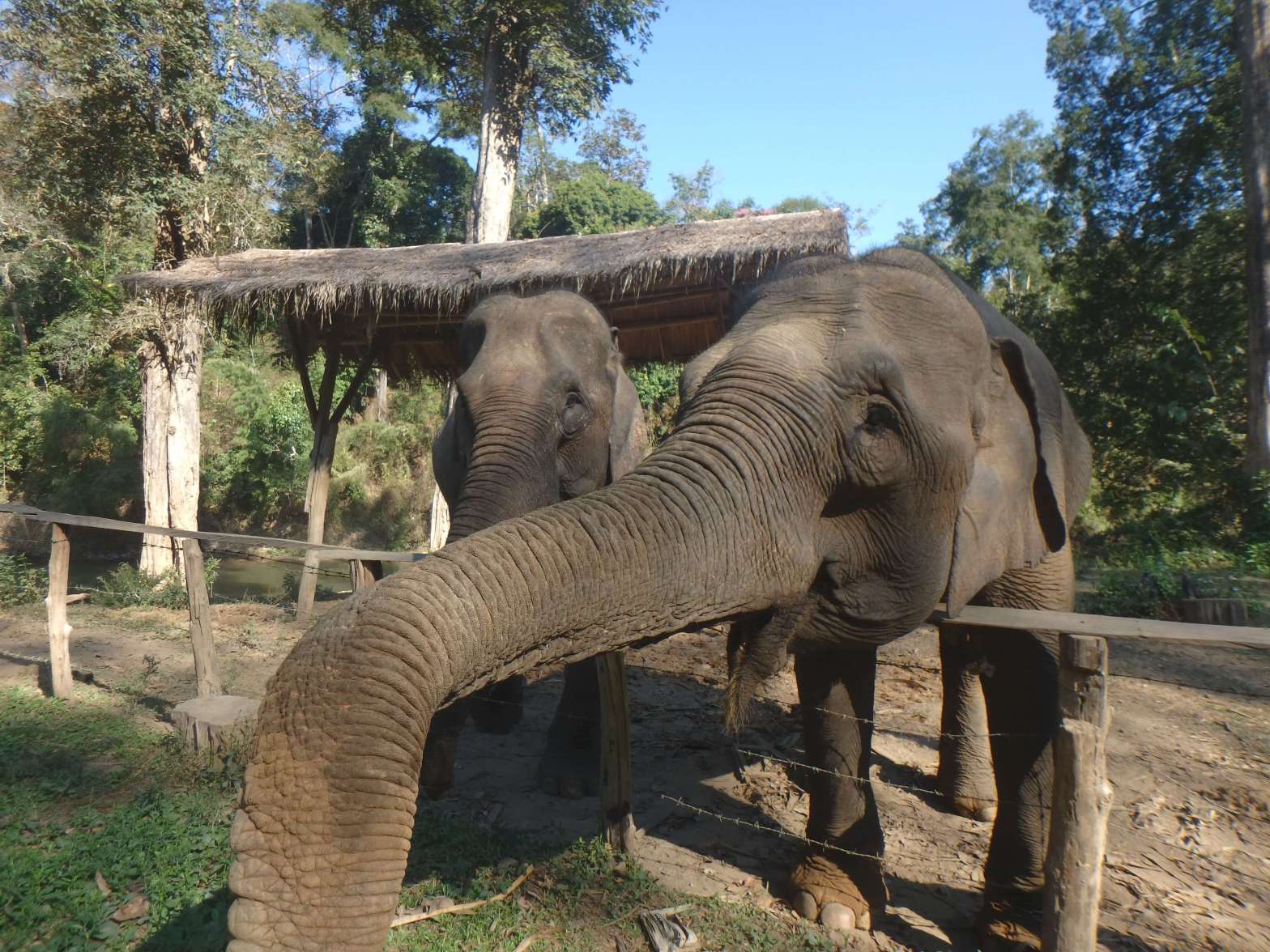 Thaïlande - Elephants