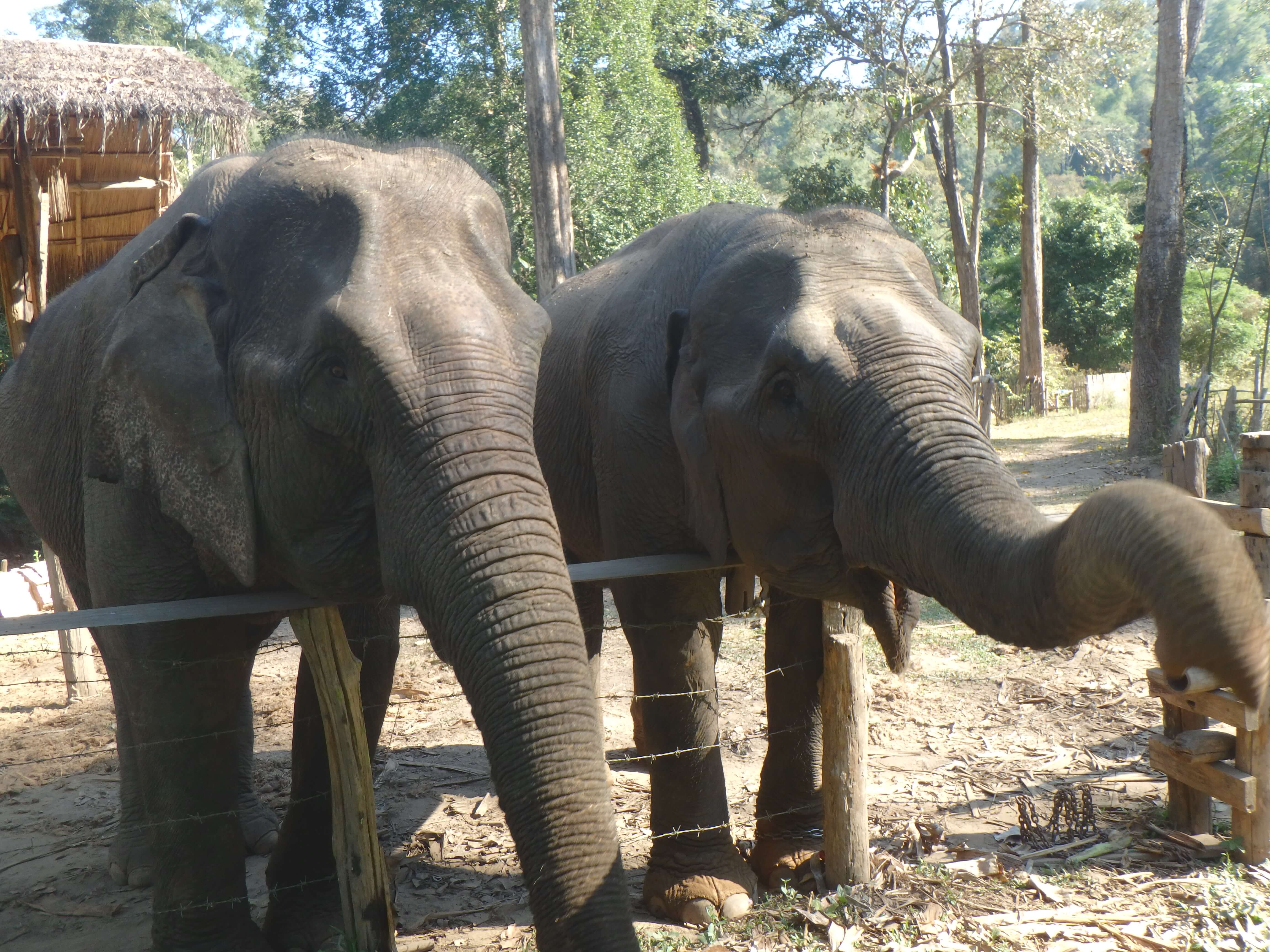 Trekking Thailande - élephants