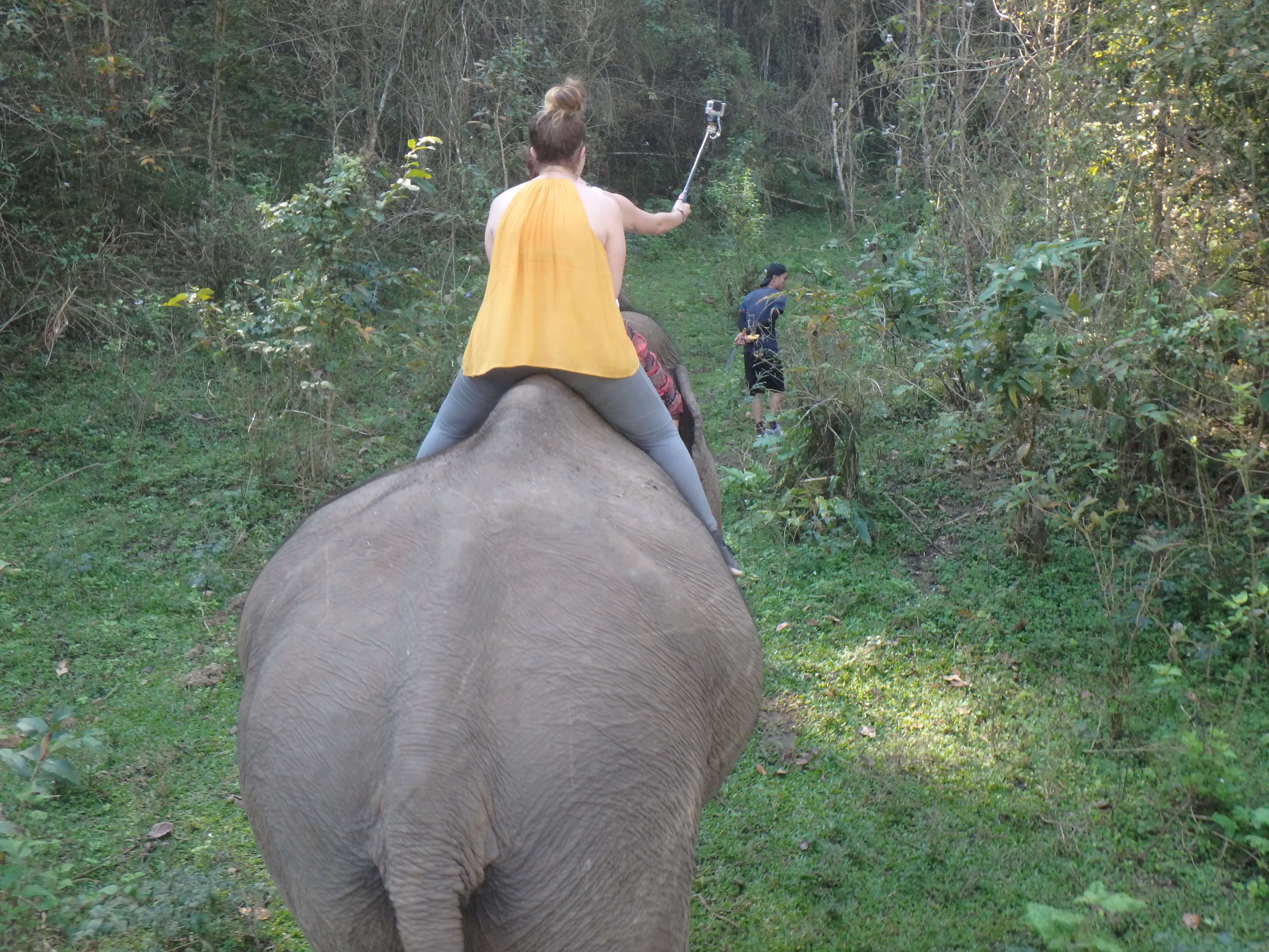 Trekking Thailande - élephants