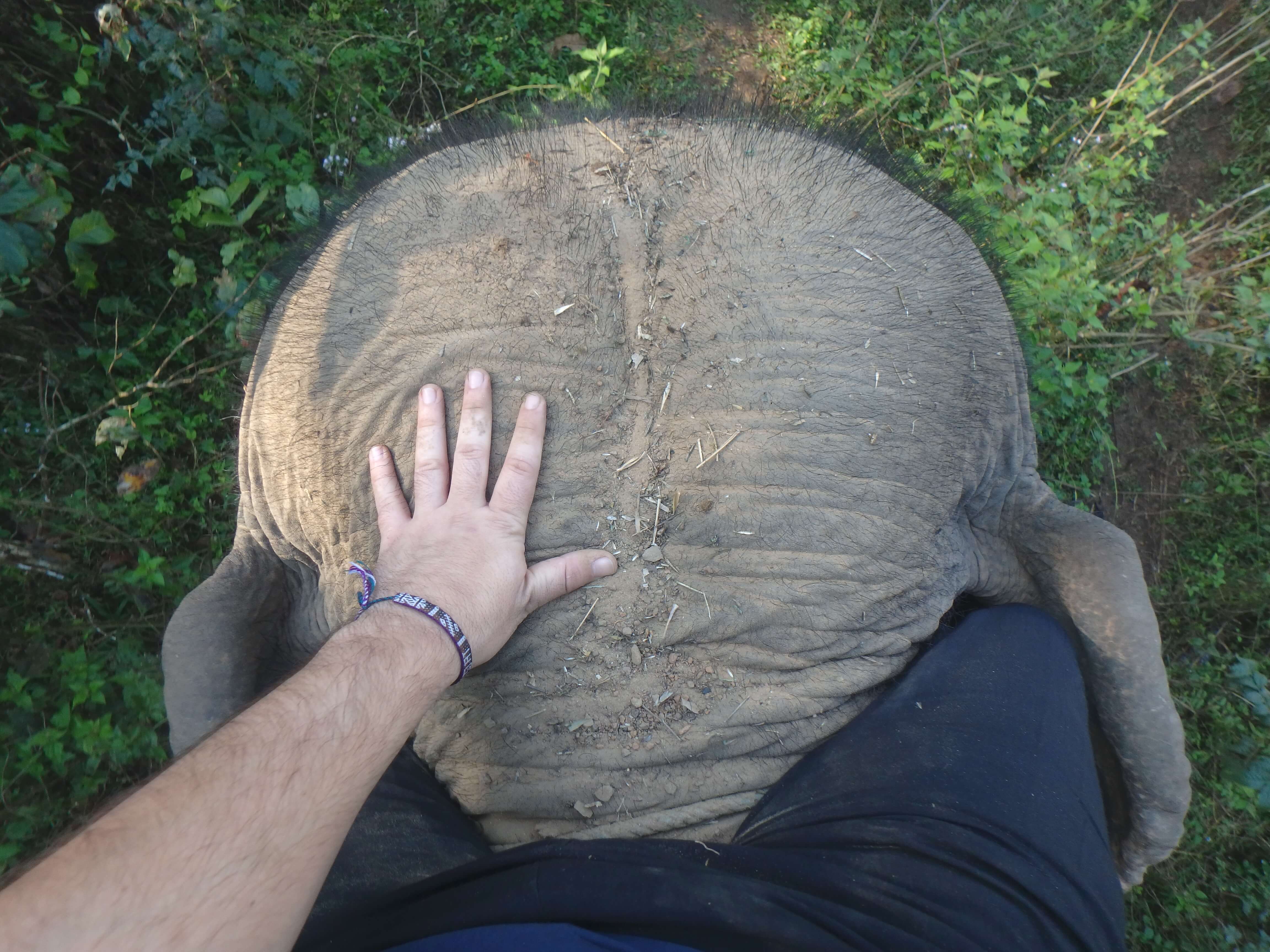 Trekking Thailande - élephants