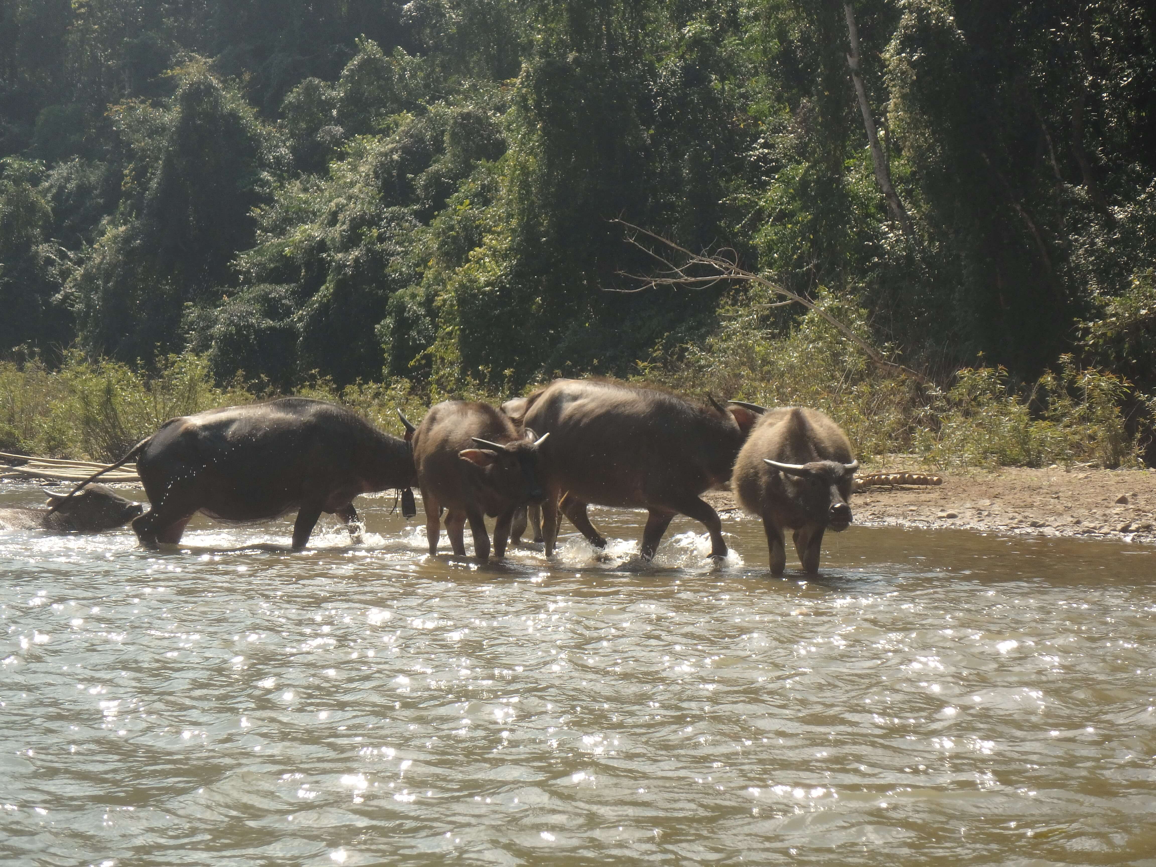Trekking Thailande - bamboo rafting