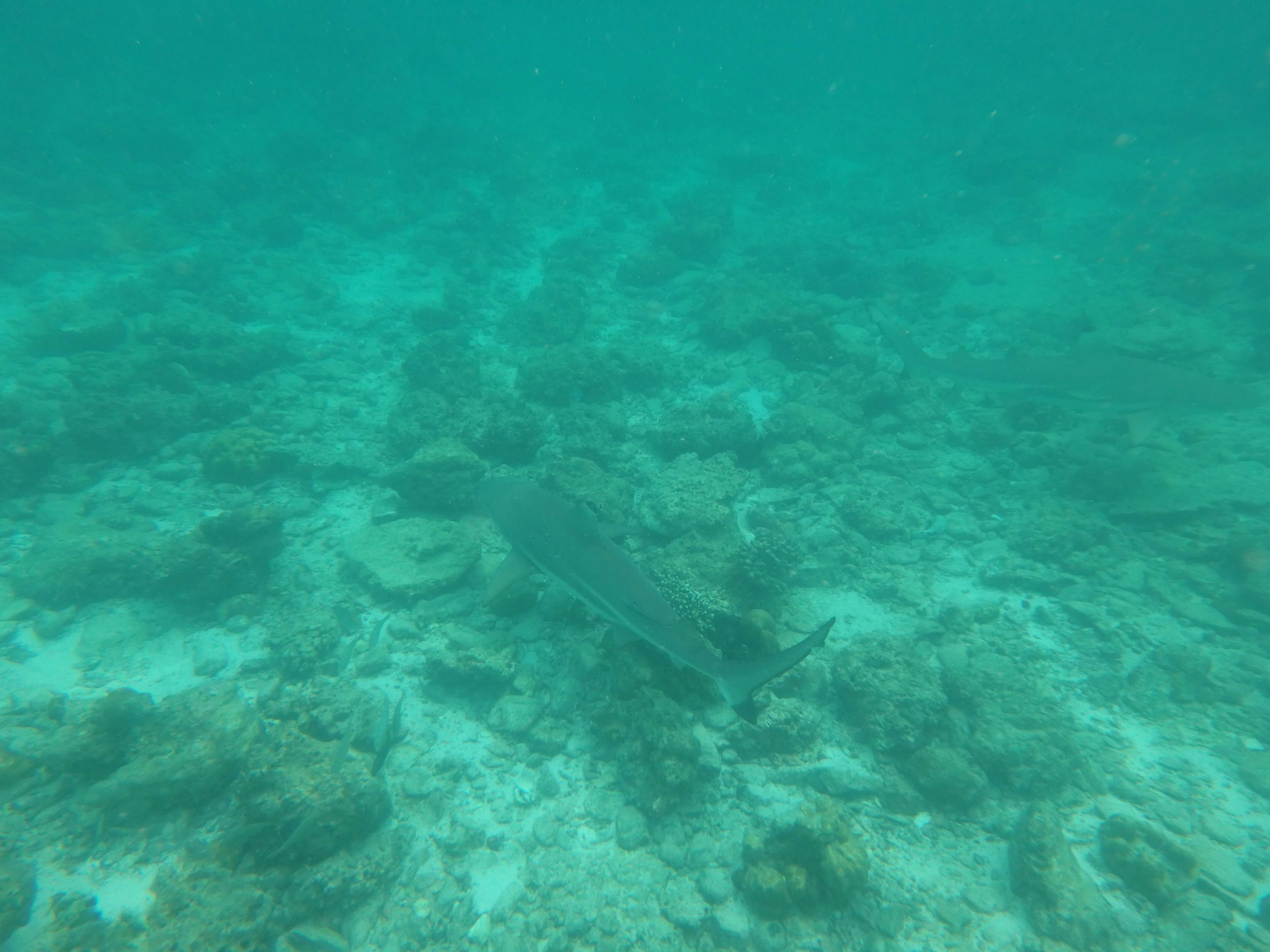 Ko Phi Phi - Shark Point