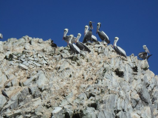 Pélicans, Îles Ballestas, Paracas, Pérou