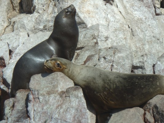 Lions de mer, Îles Ballestas, Paracas, Pérou