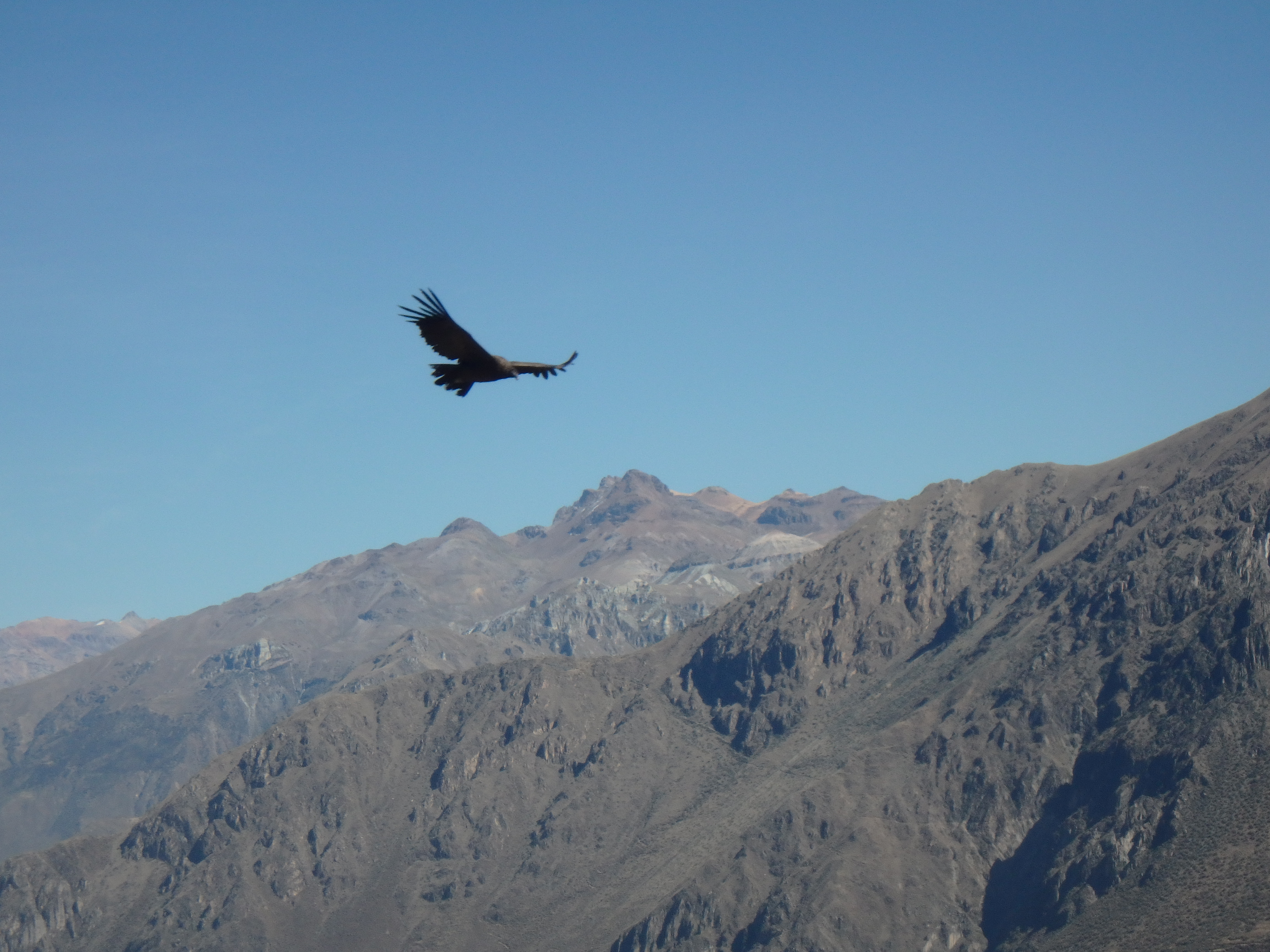 Canyon de Colca - condor