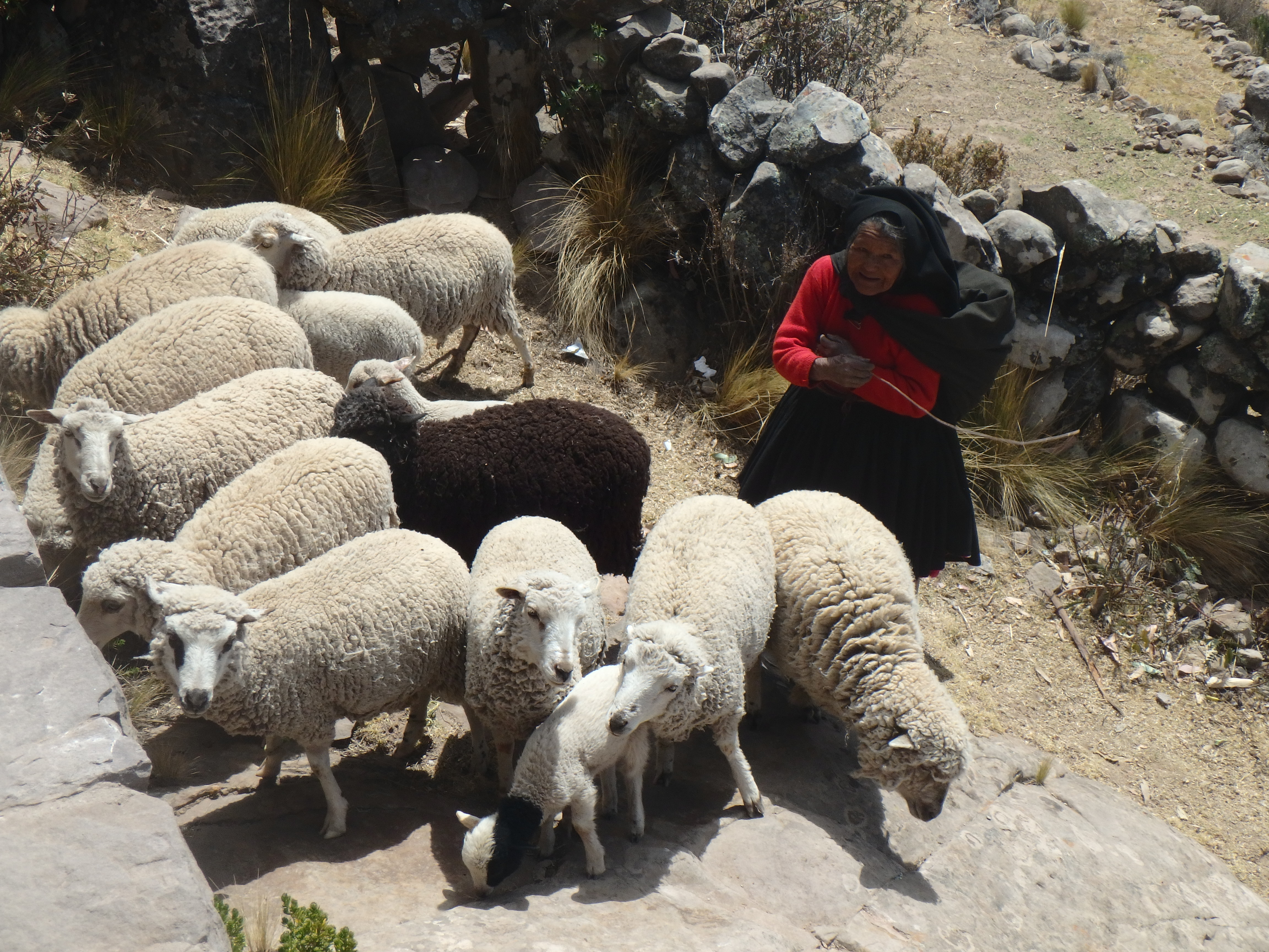 Moutons, Taquile, Lac Titicaca, Pérou