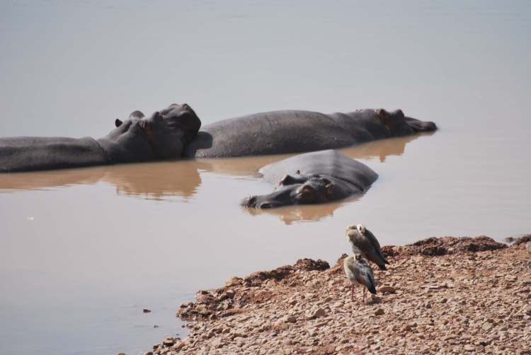 Bufflesrift Game Lodge, Oudtshoorn, Afrique du Sud