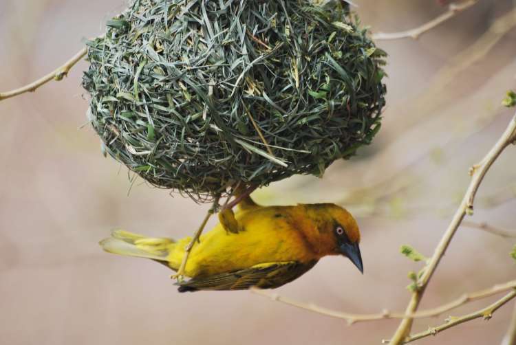Bird, Bufflesrift Game Lodge, Oudtshoorn, Afrique du Sud