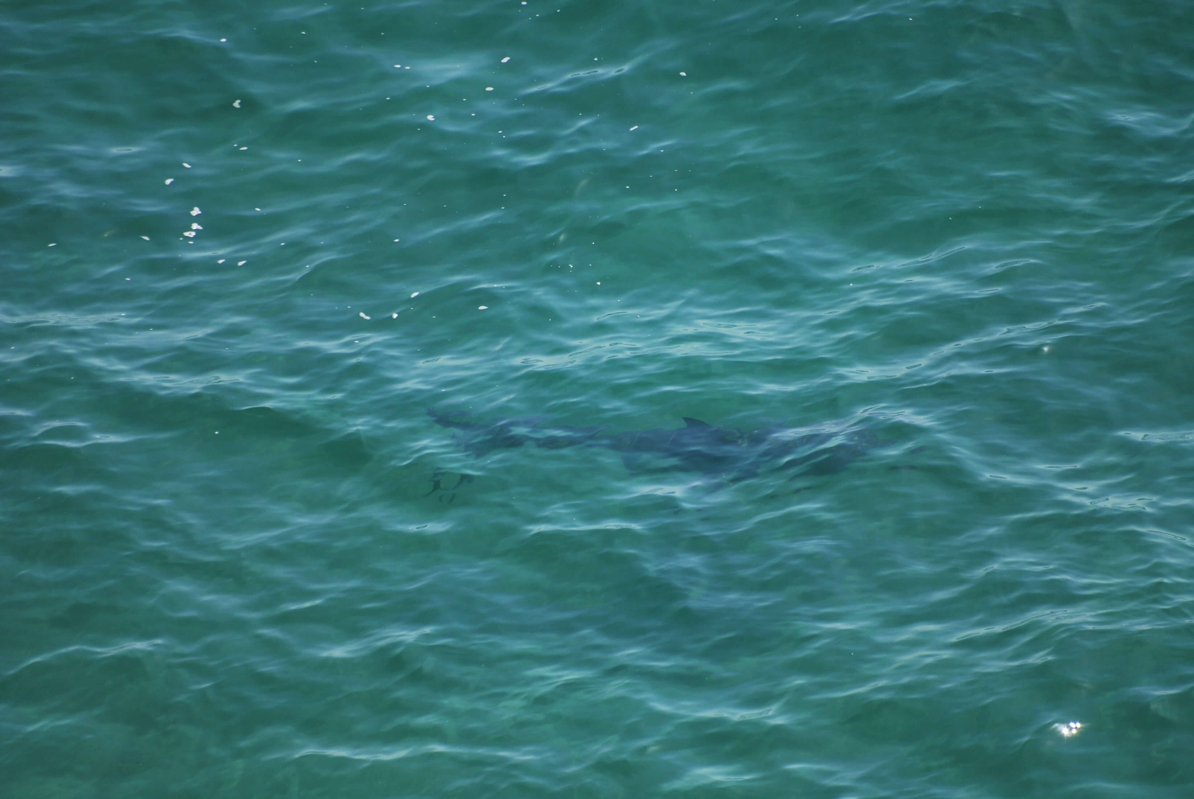 White Shark, Robberg Nature Reserve, Knysna