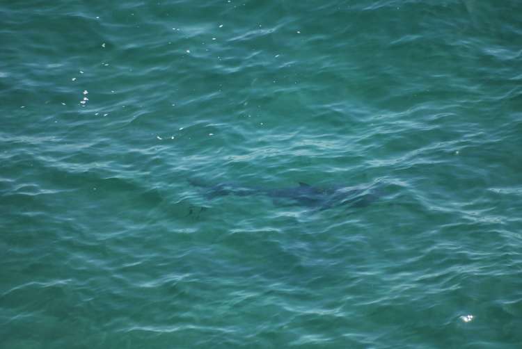 White Shark, Robberg Nature Reserve, Knysna