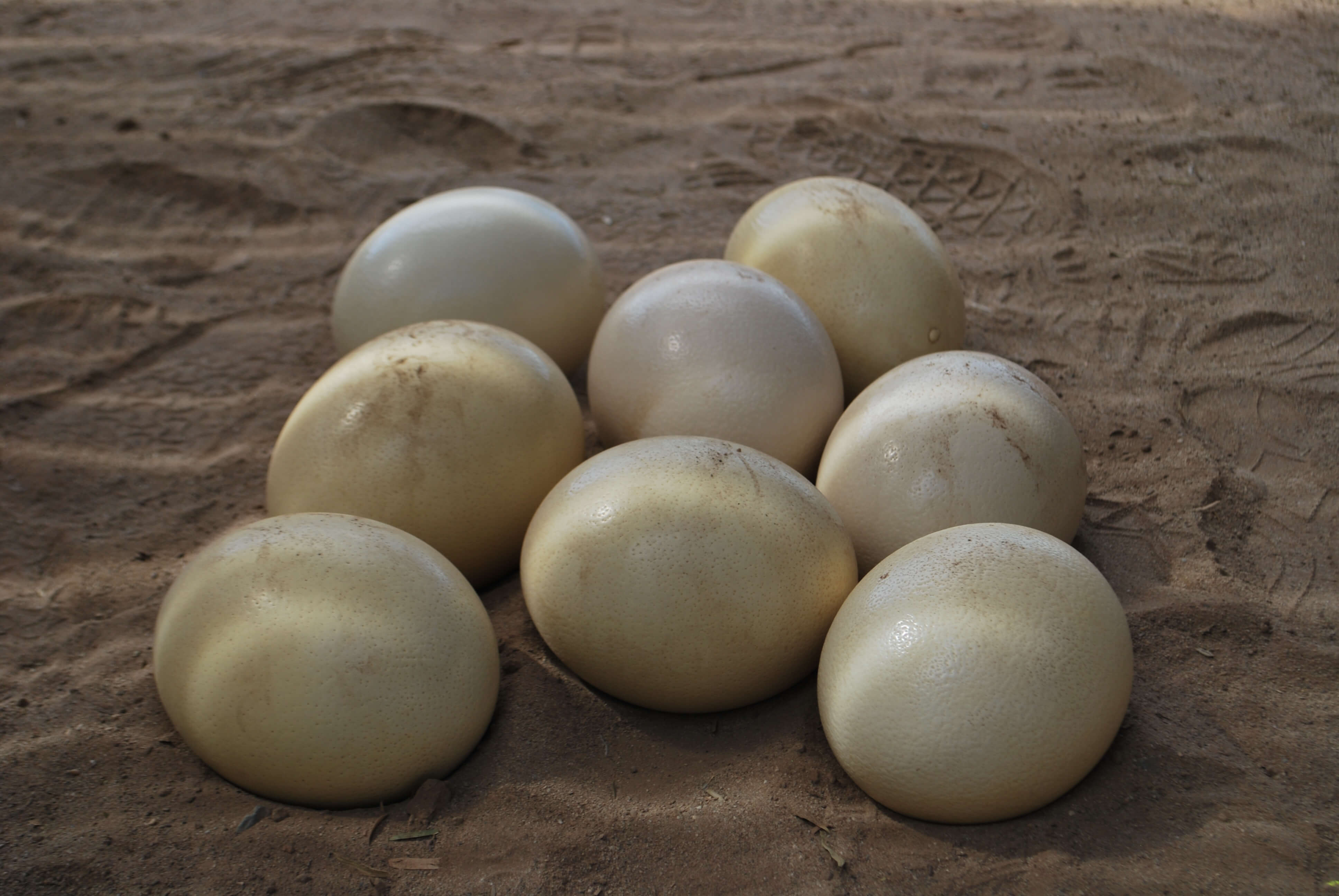 Oeufs d'autruche, Oudtshoorn, Afrique du Sud