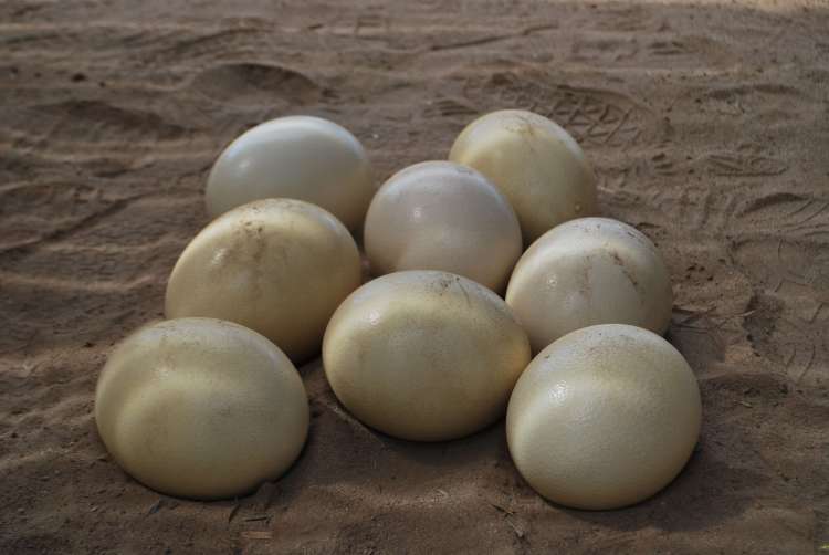 Oeufs d'autruche, Oudtshoorn, Afrique du Sud