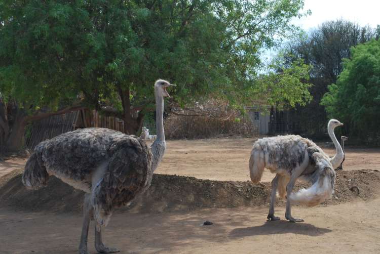 Autruches femelles, Oudtshoorn, Afrique du Sud