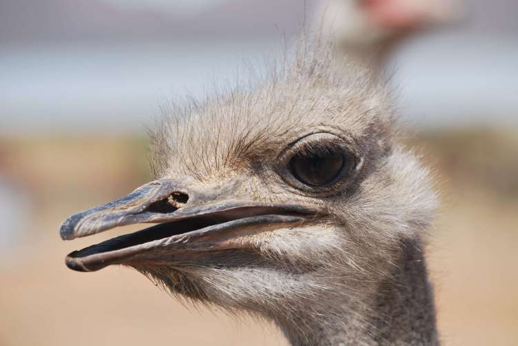 Autruche zoom, Oudtshoorn, Afrique du Sud
