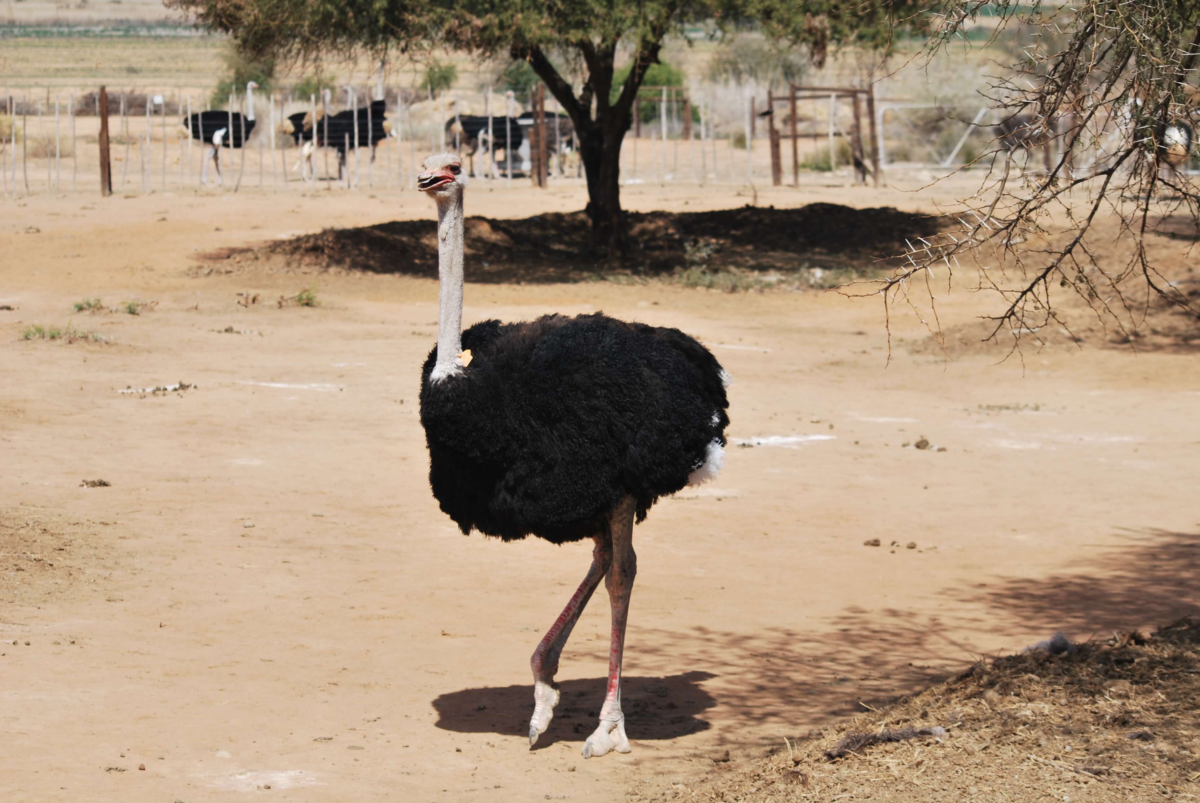 Autruche mâle, Oudtshoorn, Afrique du Sud