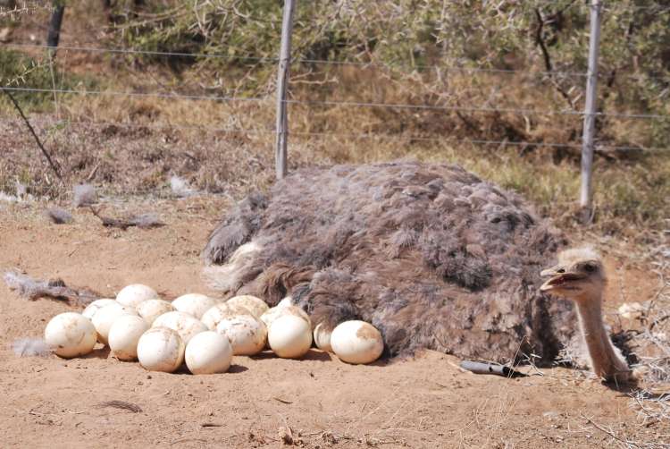 Autruche et oeufs, Oudtshoorn, Afrique du Sud