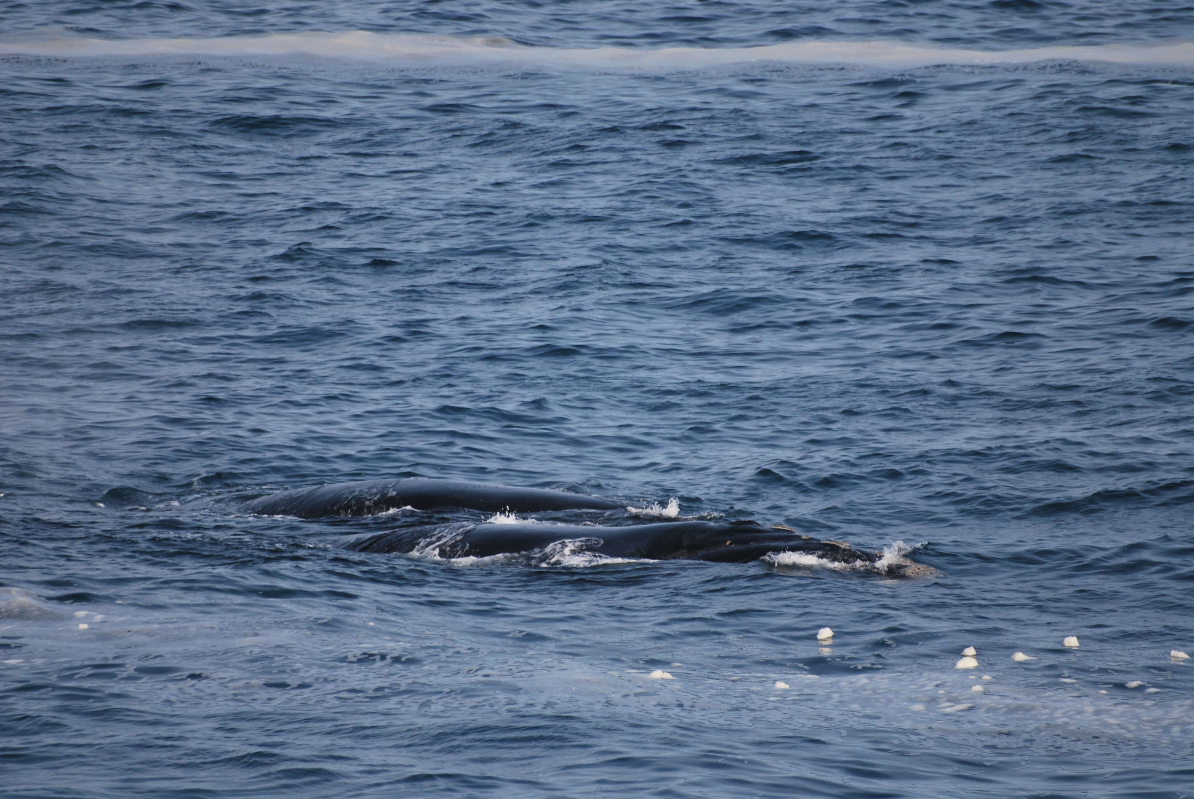 Baleines, Hermanus, Afrique du Sud