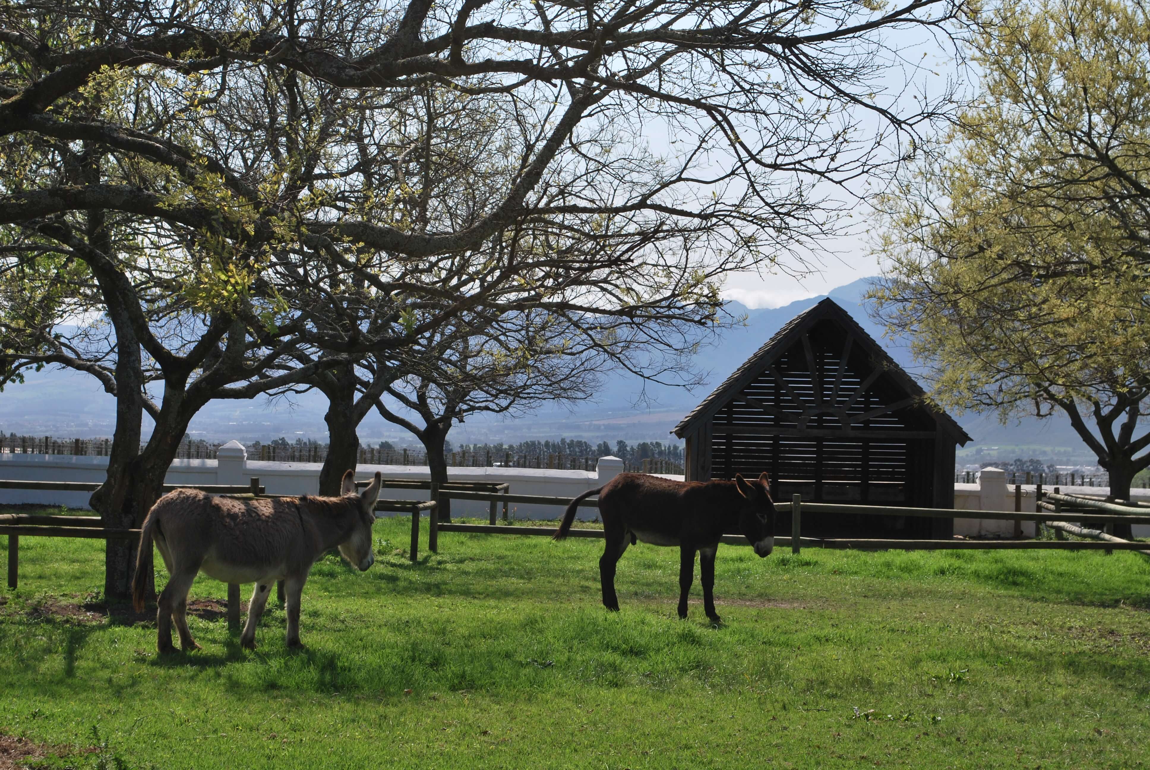 Ânes, Babylonstoren, Afrique du Sud