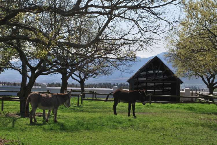 Ânes, Babylonstoren, Afrique du Sud