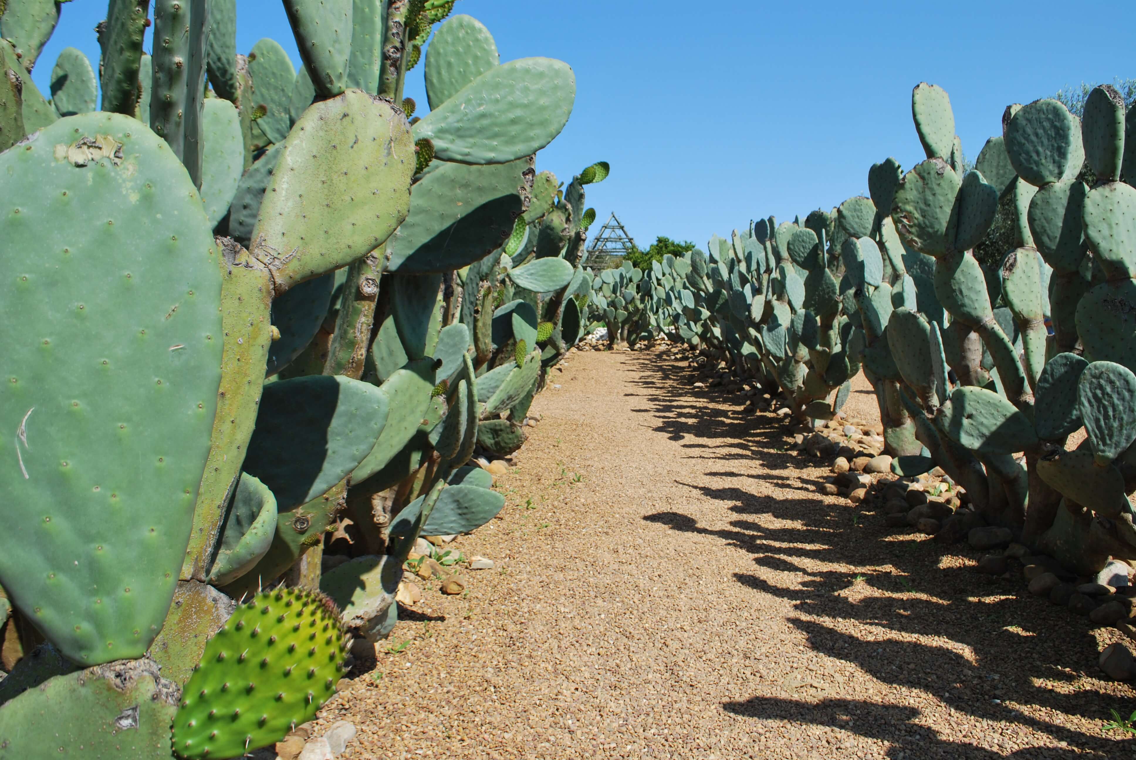 Cactus, Babylonstoren, Afrique du Sud