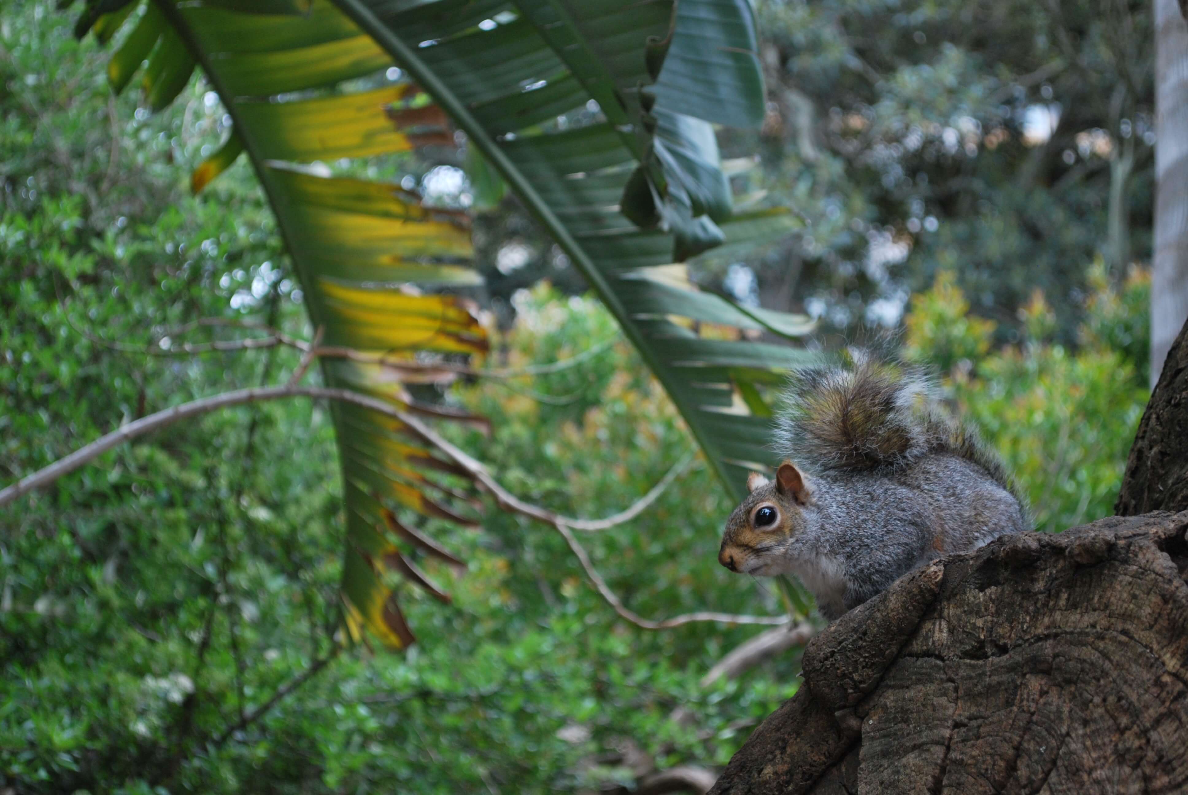 Ecureuil company garden, Cape Town, Afrique du Sud