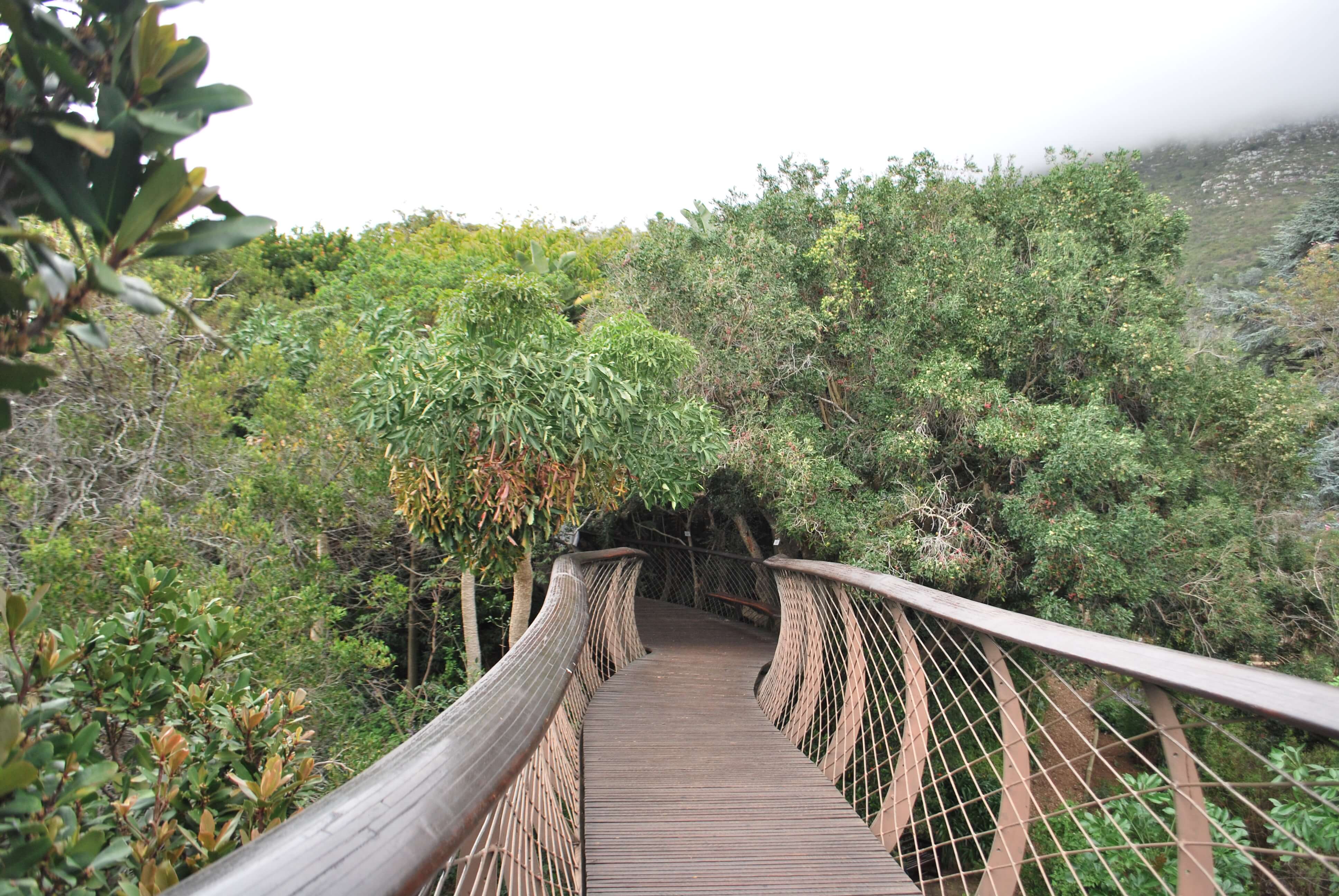 Canopy Walk, Kirstenbosch Botanical Garden, Cape Town