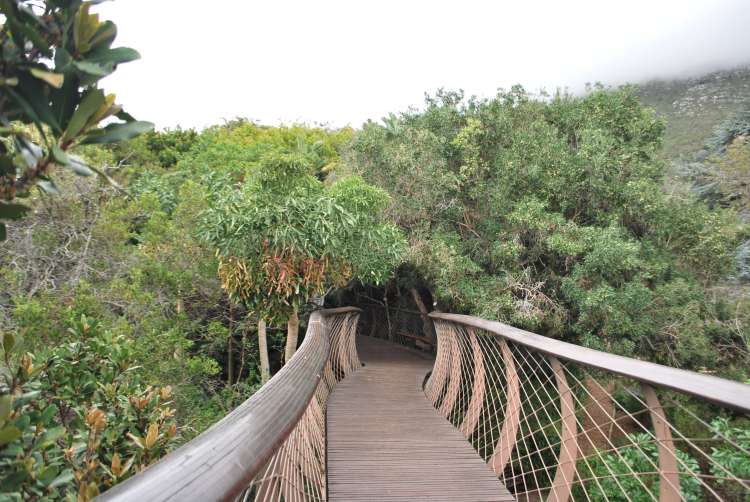 Canopy Walk, Kirstenbosch Botanical Garden, Cape Town