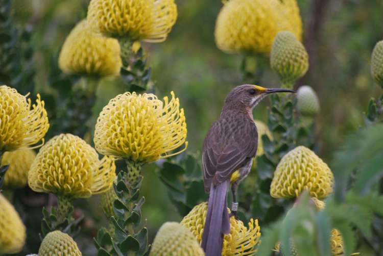 Oiseau, Kirstenbosch Botanical Garden, Cape Town