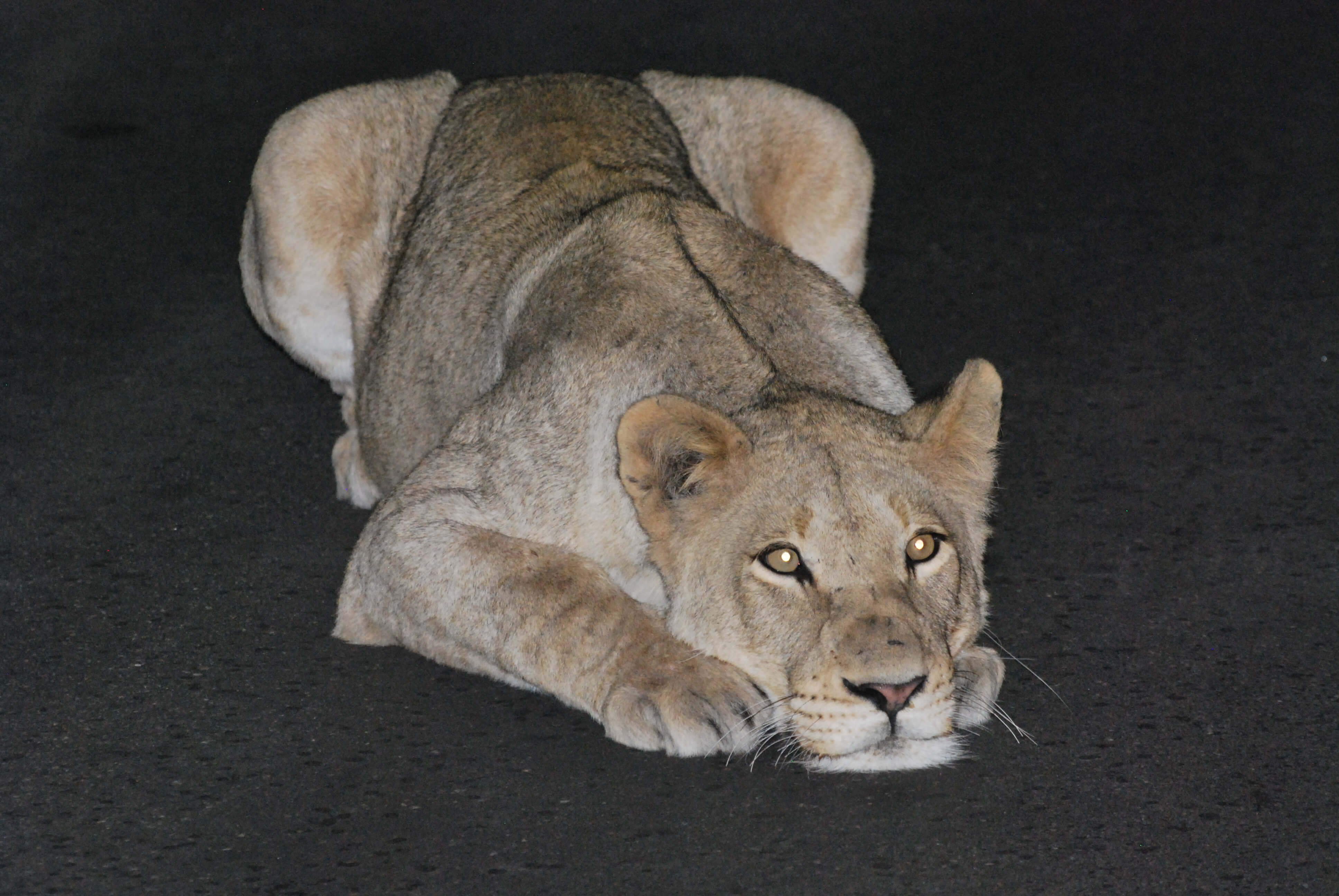Lionne, Parc Kruger, Afrique du Sud