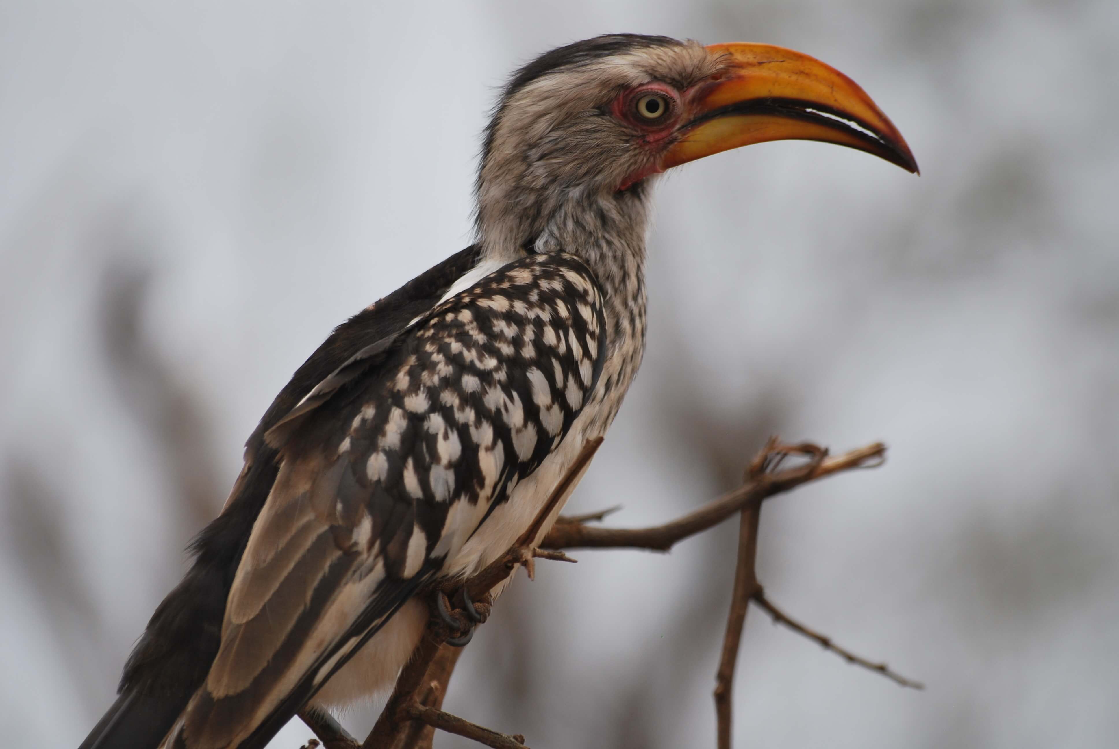 Oiseau, Parc Kruger, Afrique du Sud
