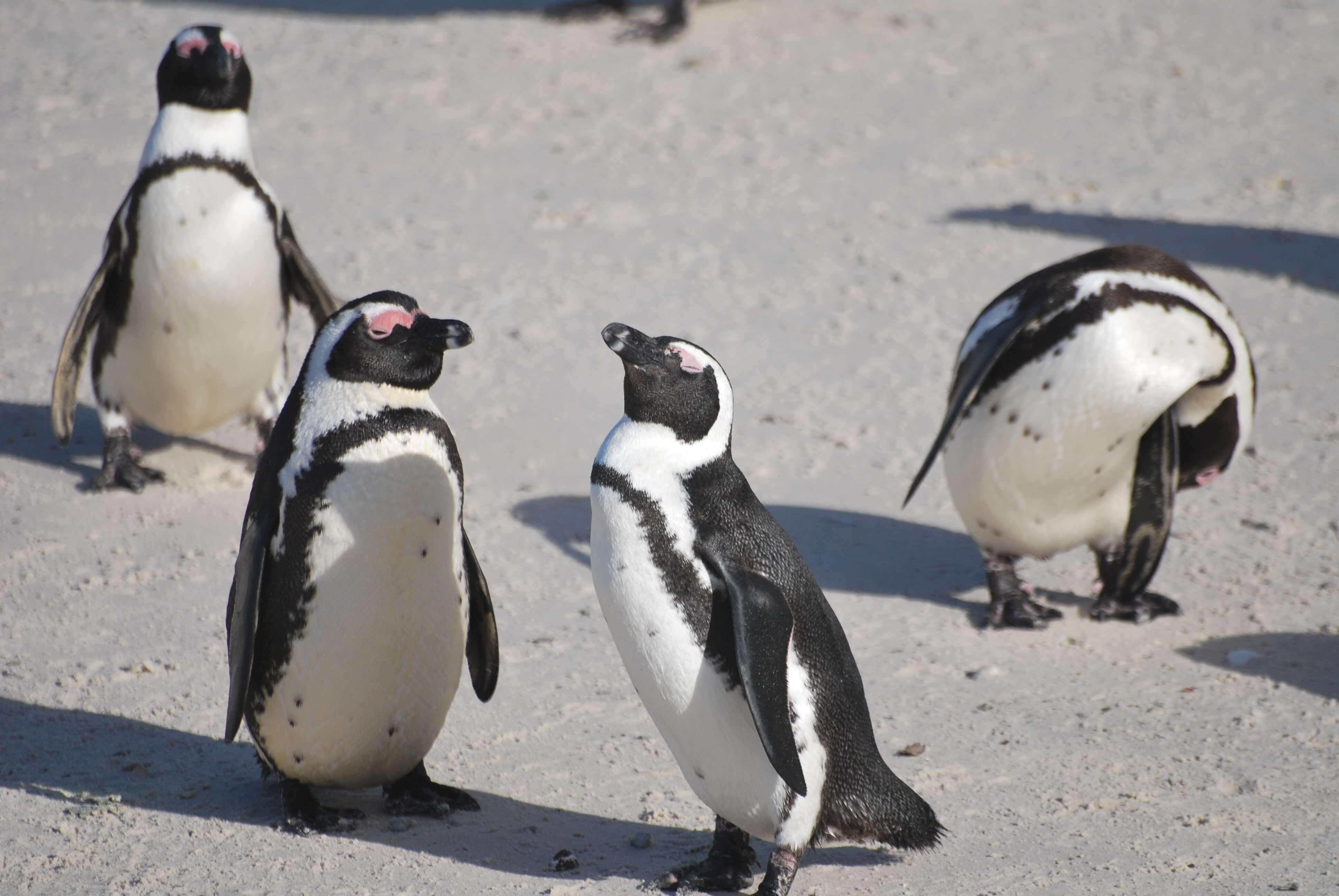 Pingouins, Cape Town, Afrique du Sud