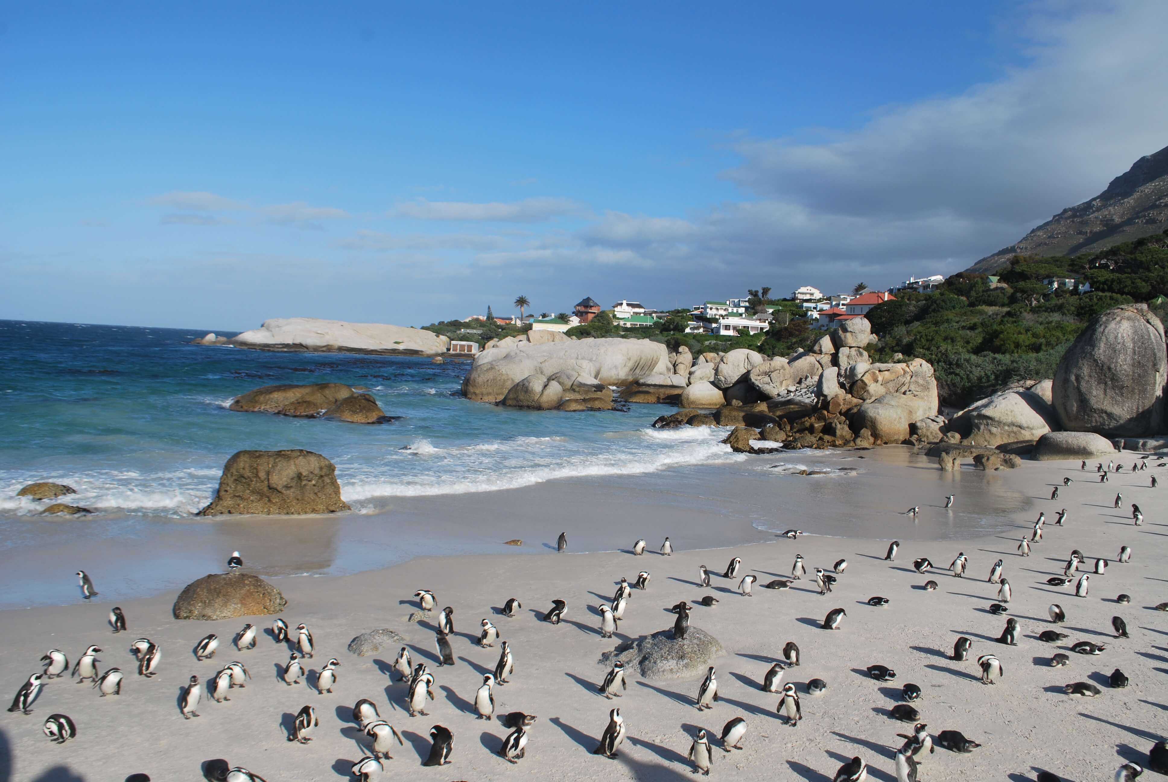 Boulders Beach, Cape Town, Afrique du Sud