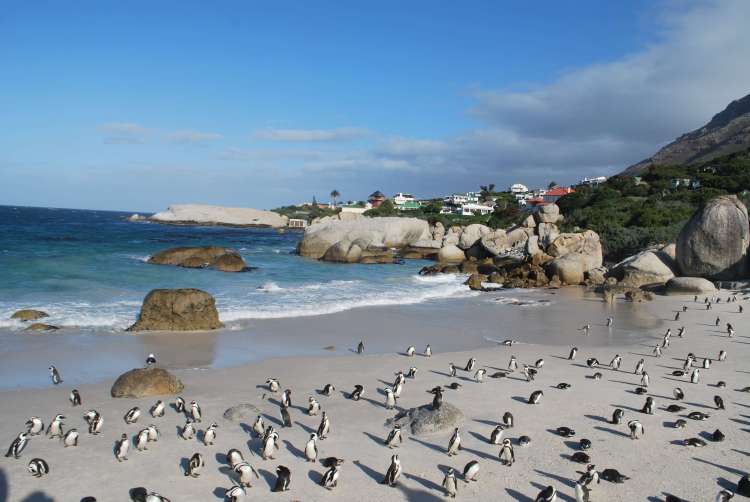 Boulders Beach, Cape Town, Afrique du Sud