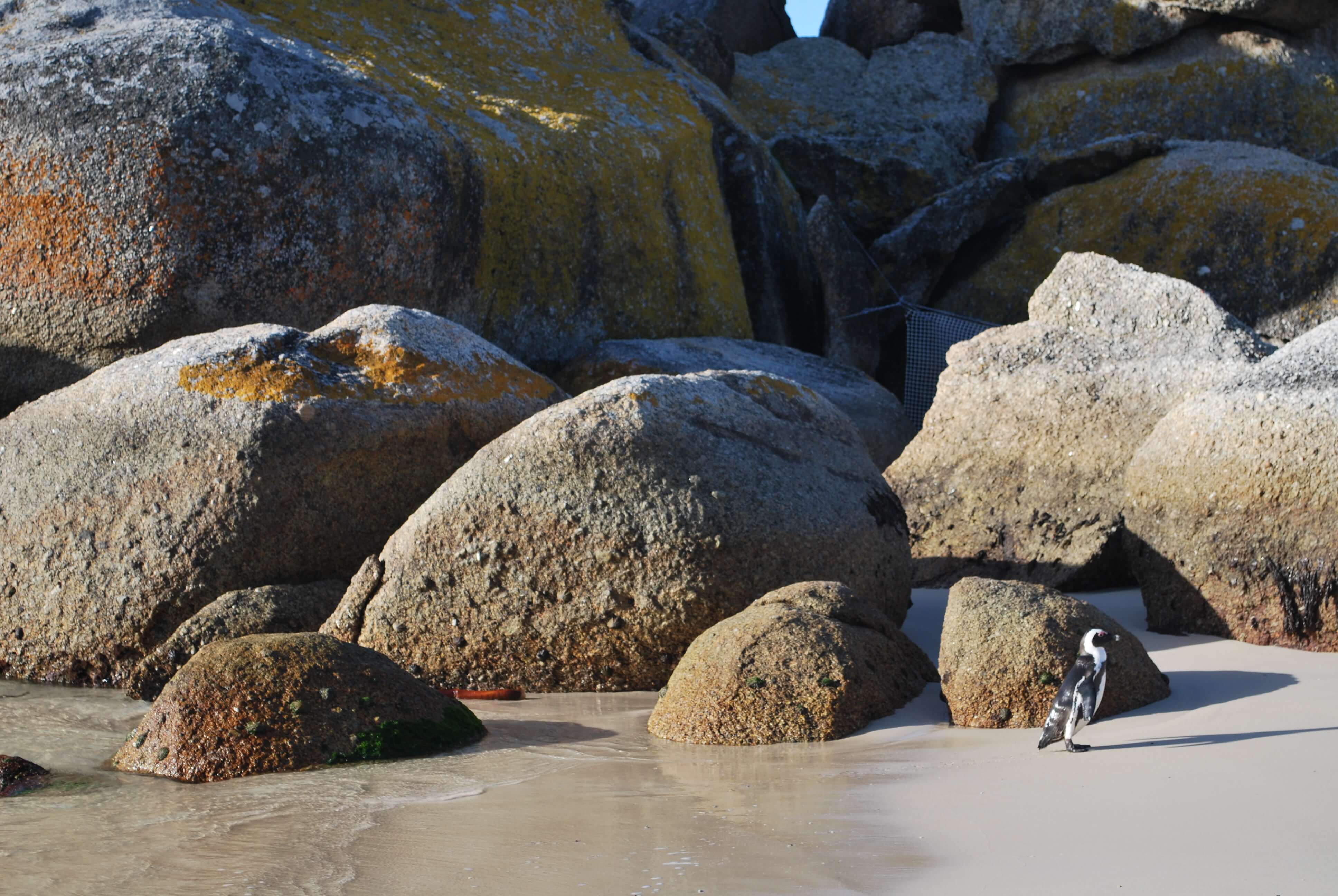Boulders Beach, Cape Town, Afrique du Sud