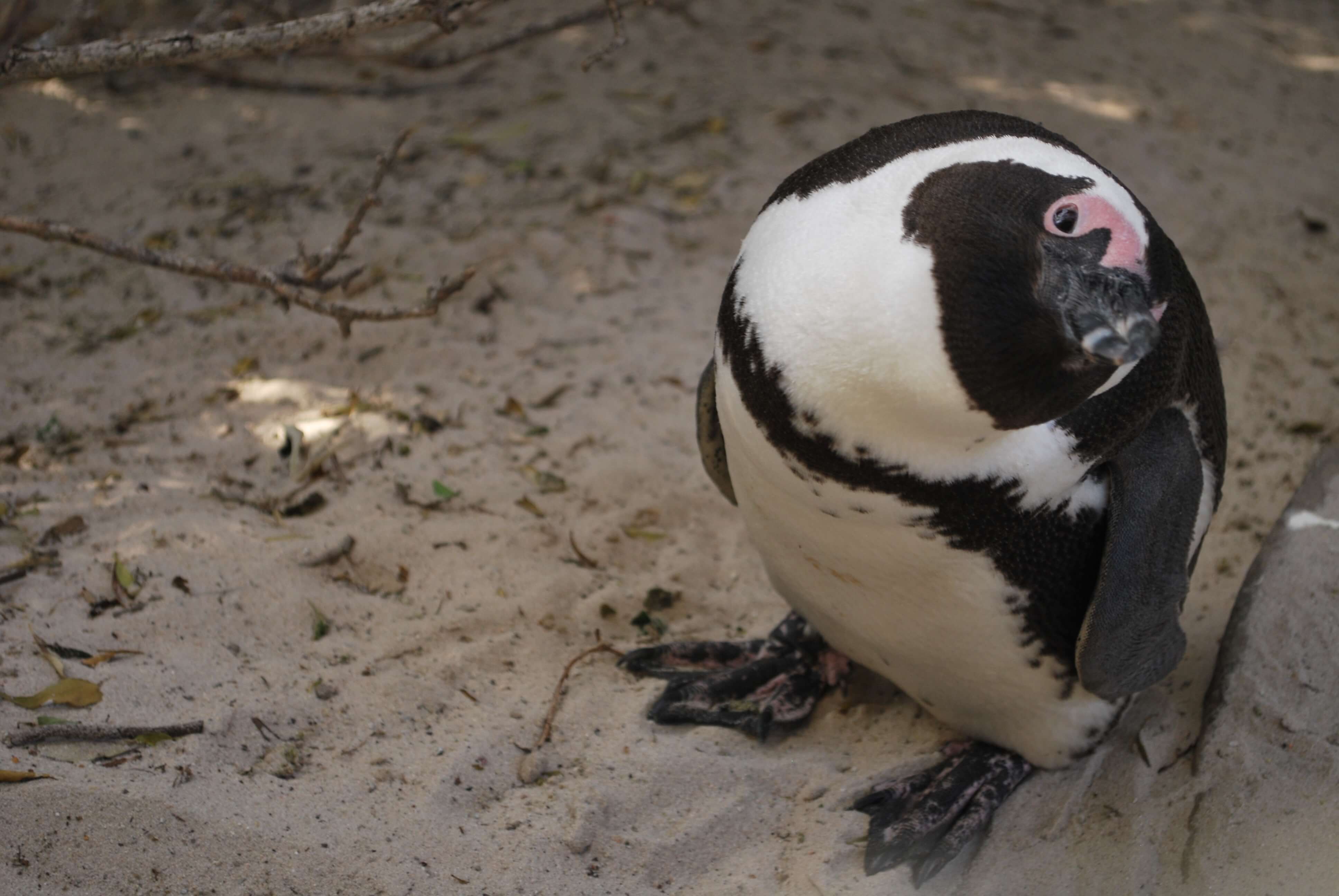 Pingouin, Cape Town, Afrique du Sud