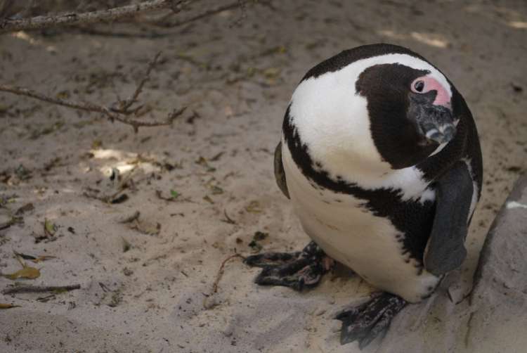 Pingouin, Cape Town, Afrique du Sud