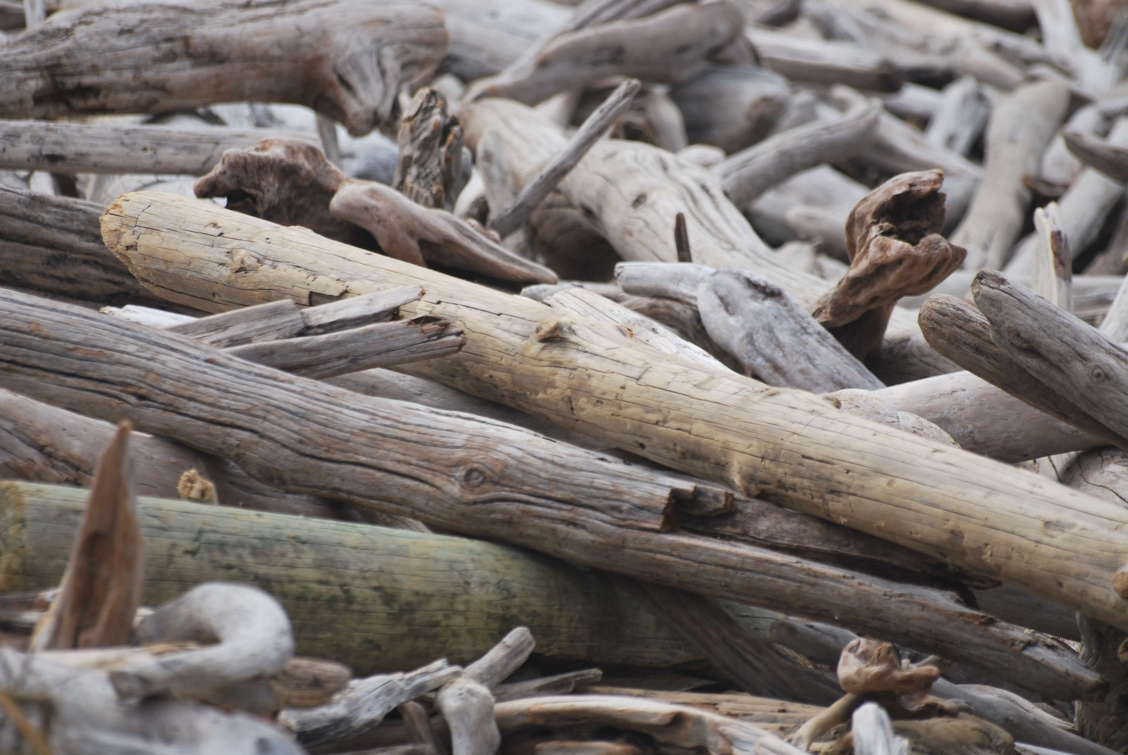 Bois flottés, Tsitsikamma National Park, Afrique du Sud