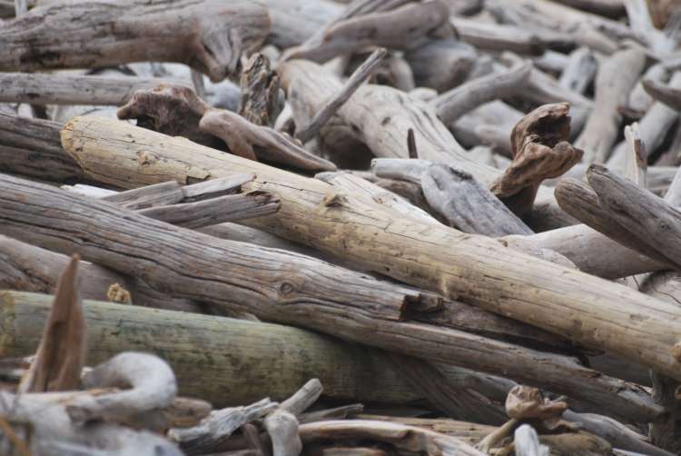 Bois flottés, Tsitsikamma National Park, Afrique du Sud