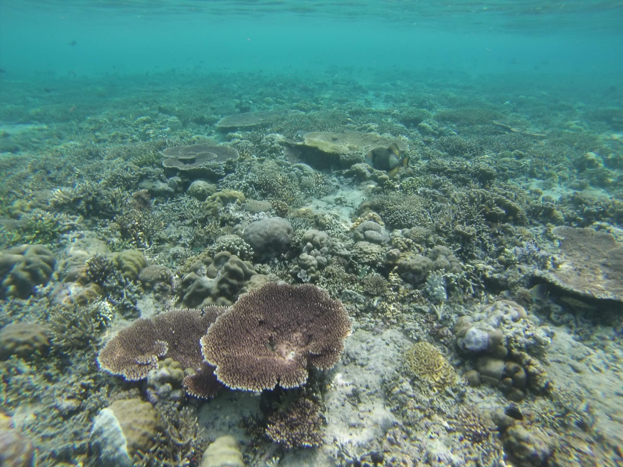 Snorkeling, Mejangan, Indonesia