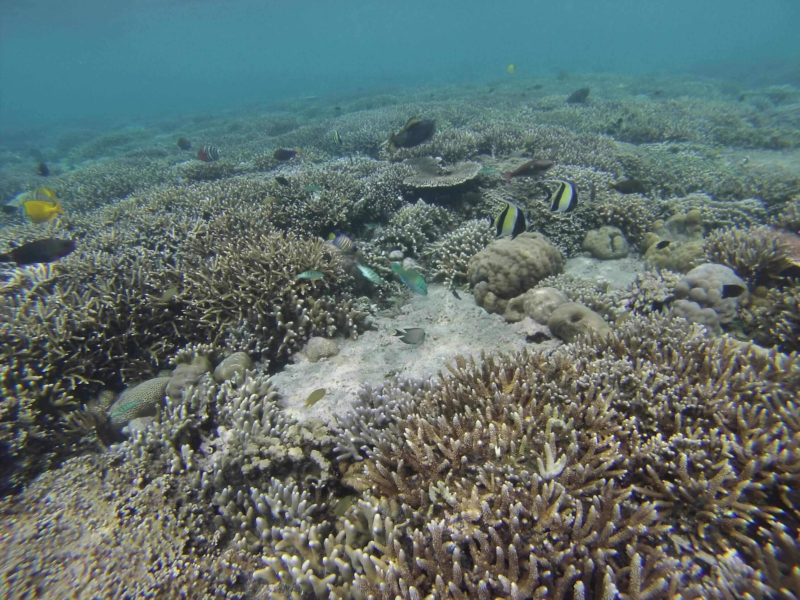 Sealife, Mejangan, Bali