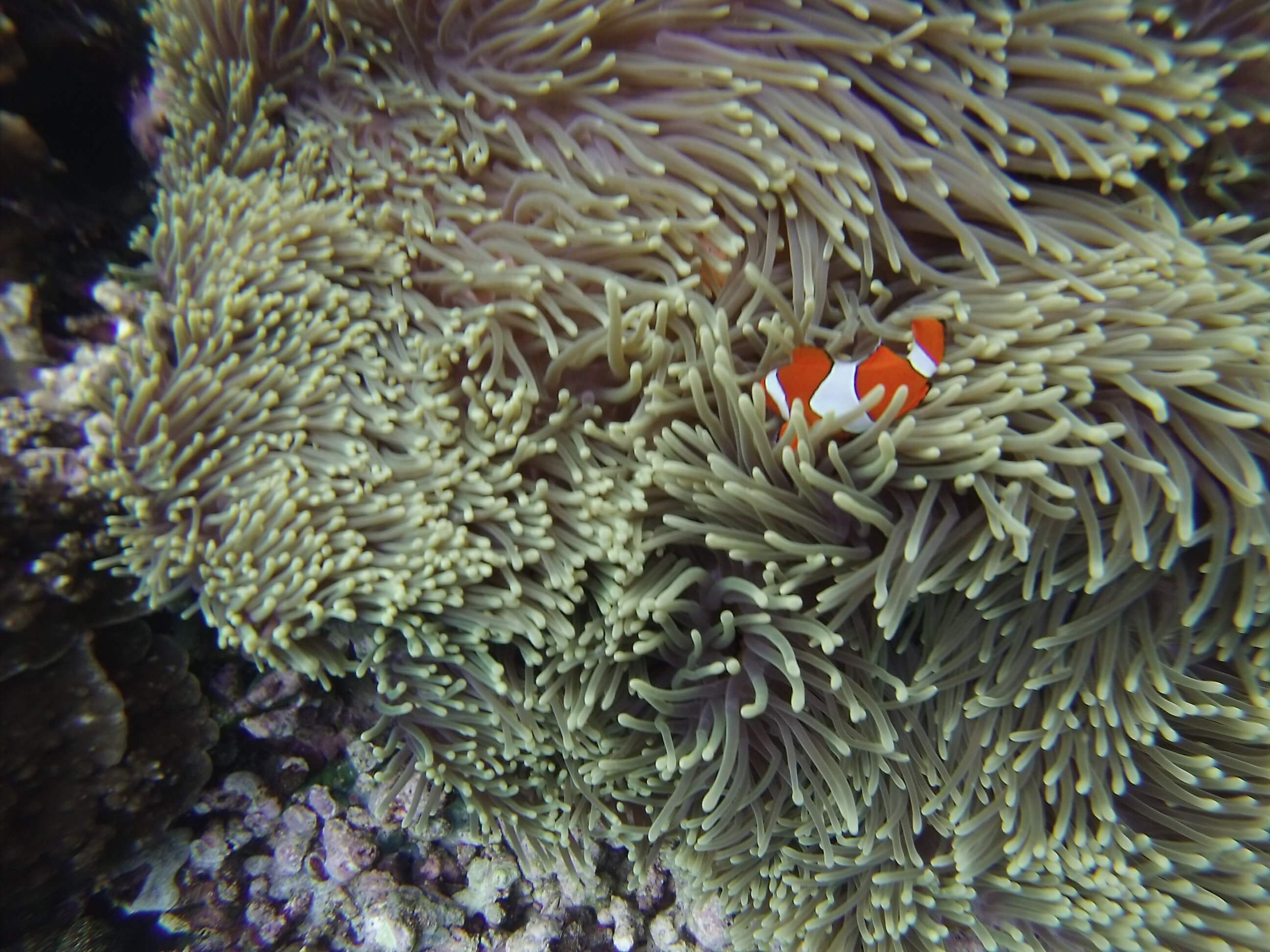 Clown fish, Mejangan, Bali
