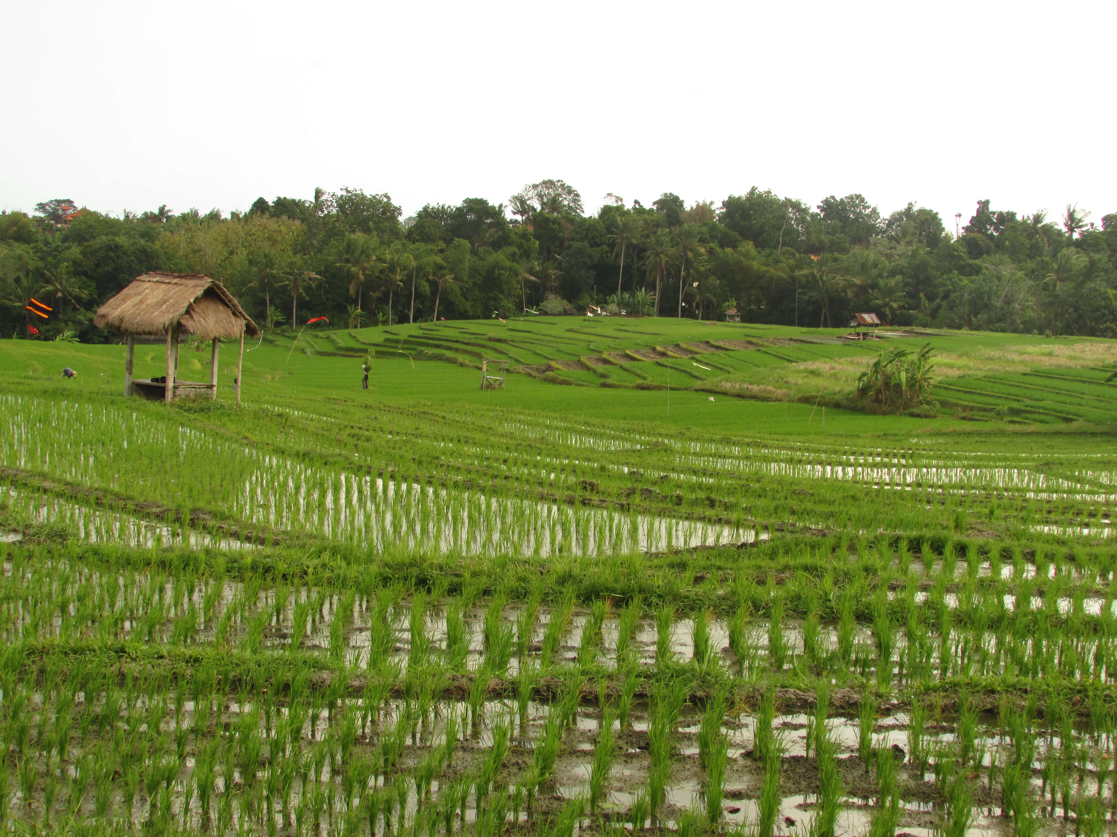 Rizières du Sud de Bali, Indonésie