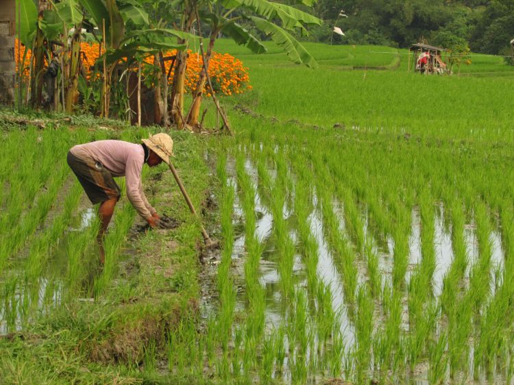 Rice, South Bali, Indonesia