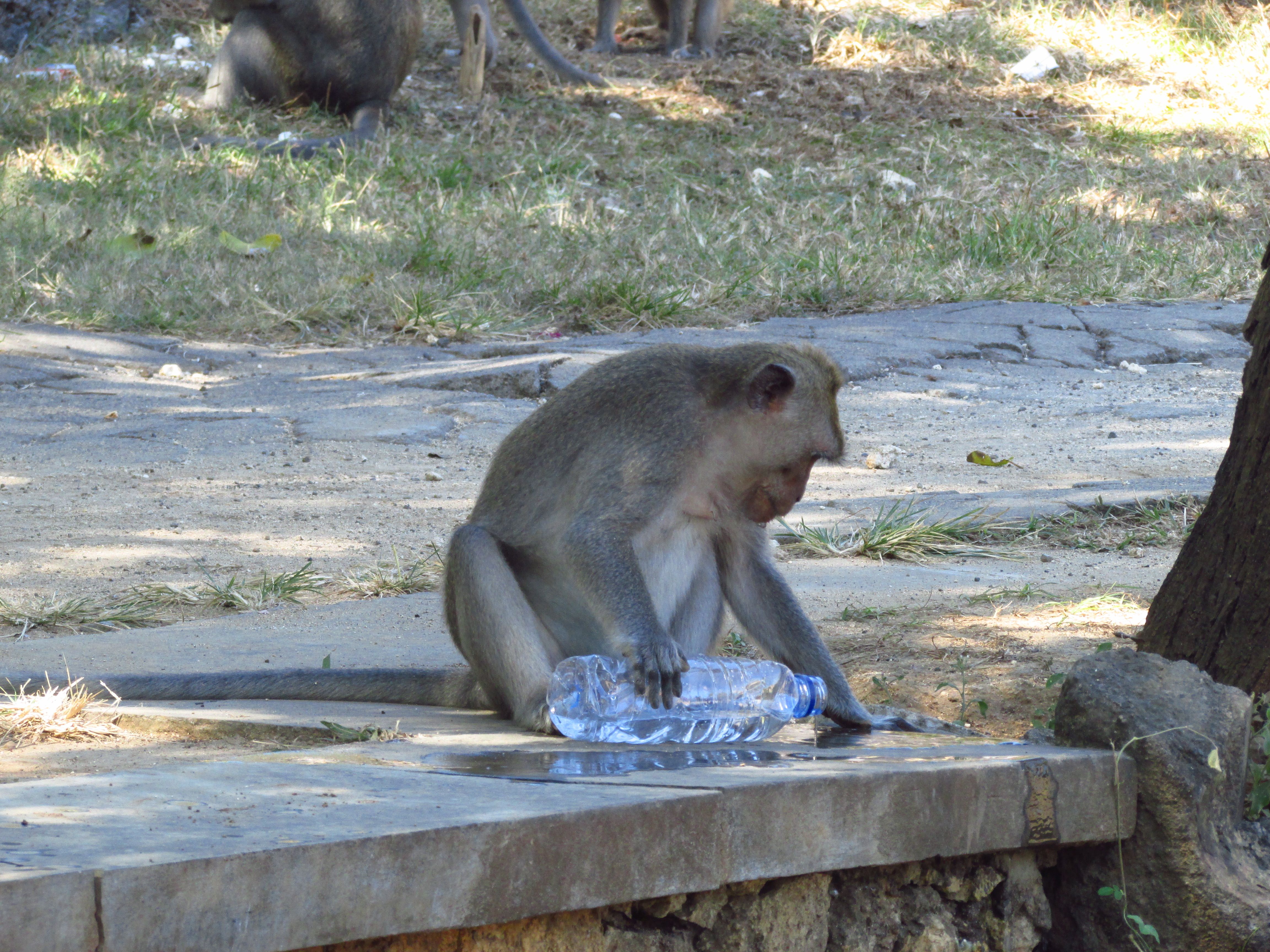Singe, Uluwatu, Bali
