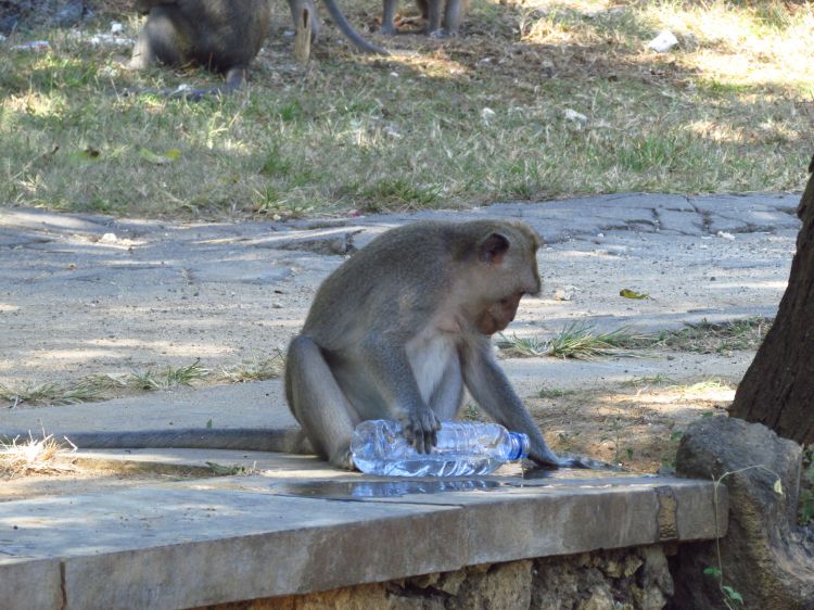 Singe, Uluwatu, Bali