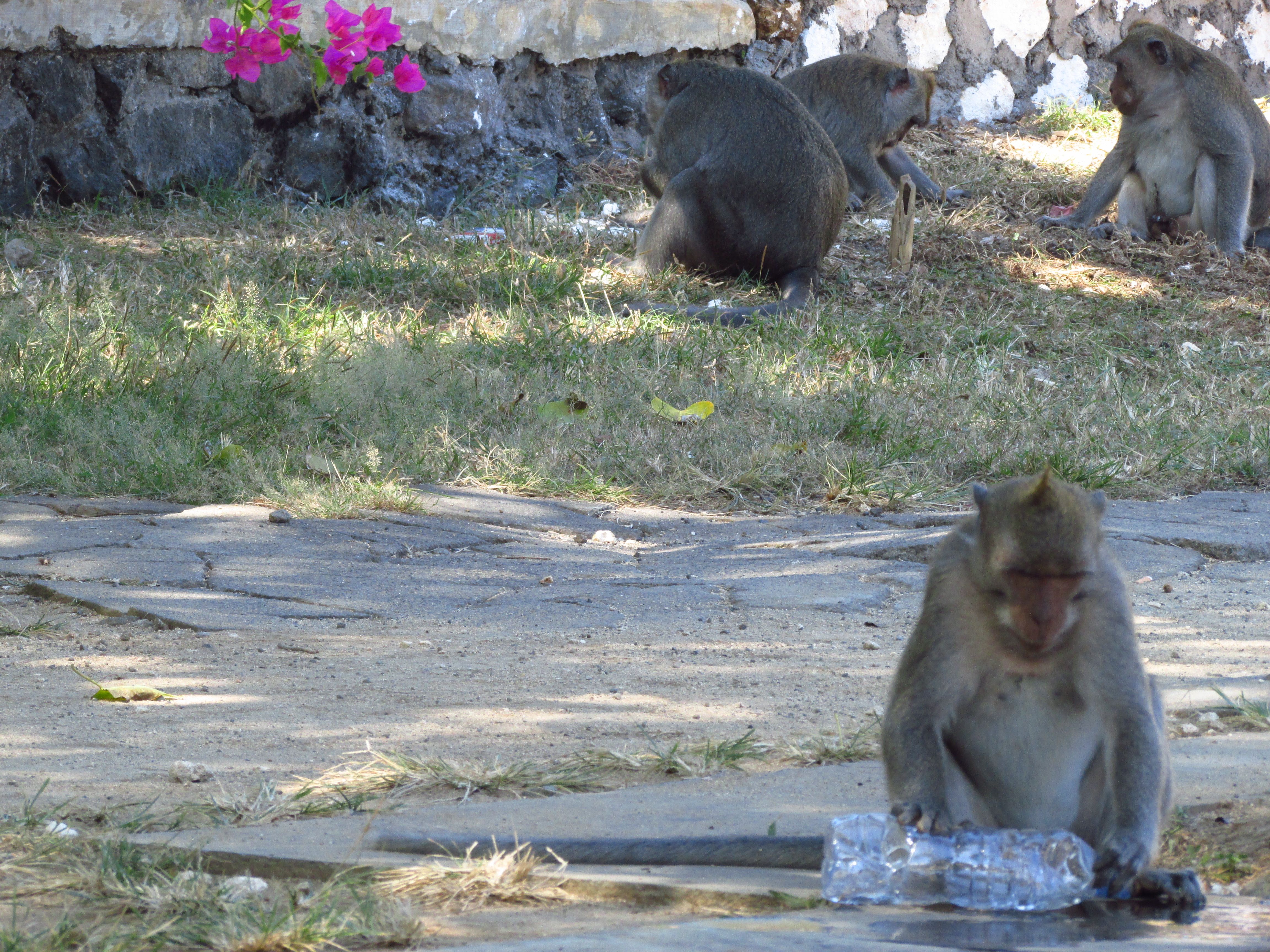Monkey, Uluwatu, Bali