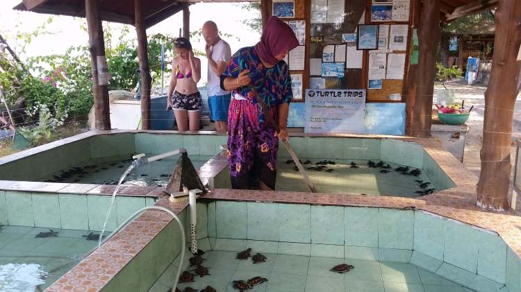 Sanctuaire tortues, Gili Meno