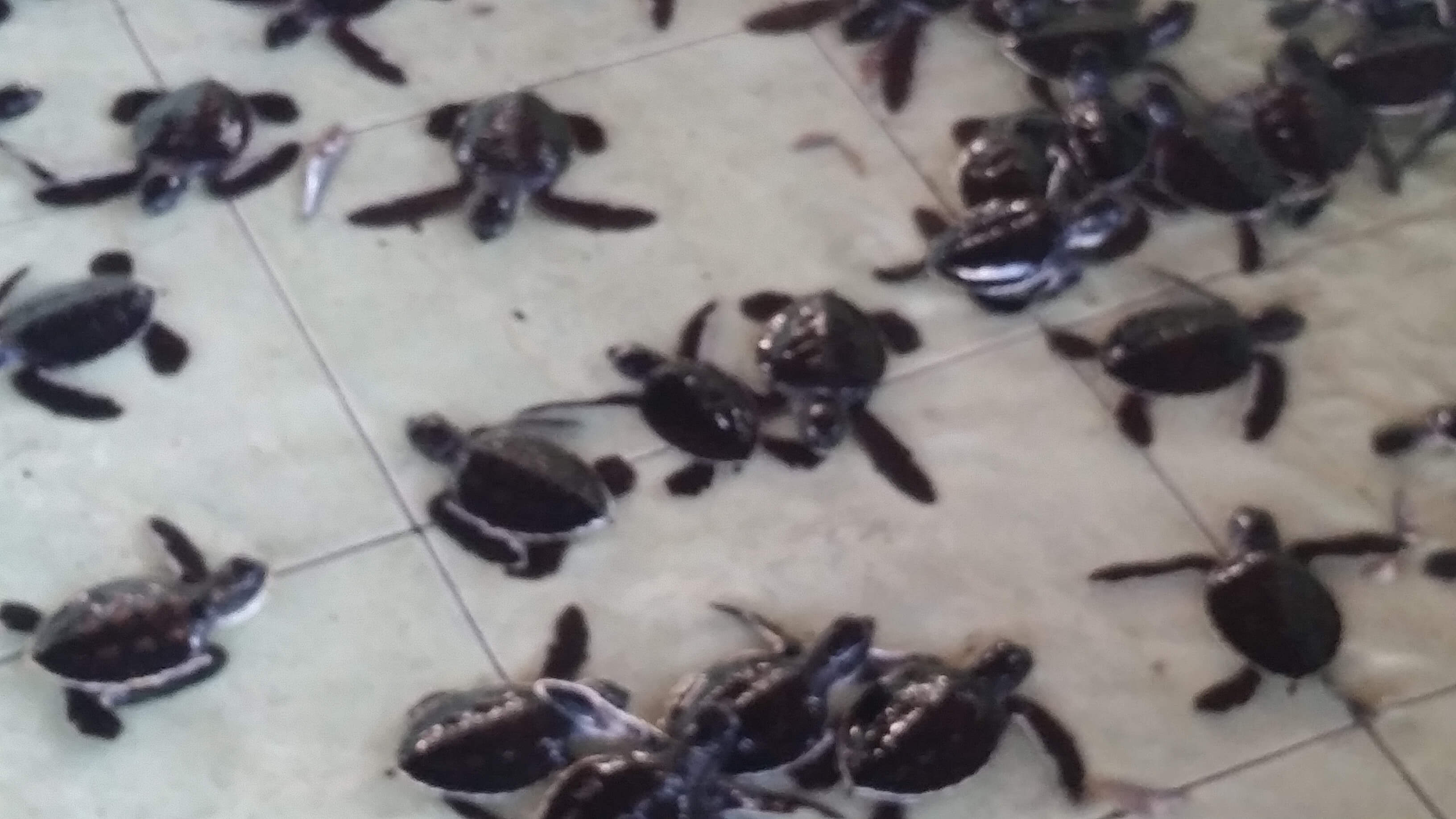 Turtle Sanctuary, Gili Meno