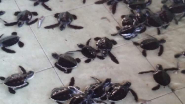 Turtle Sanctuary, Gili Meno