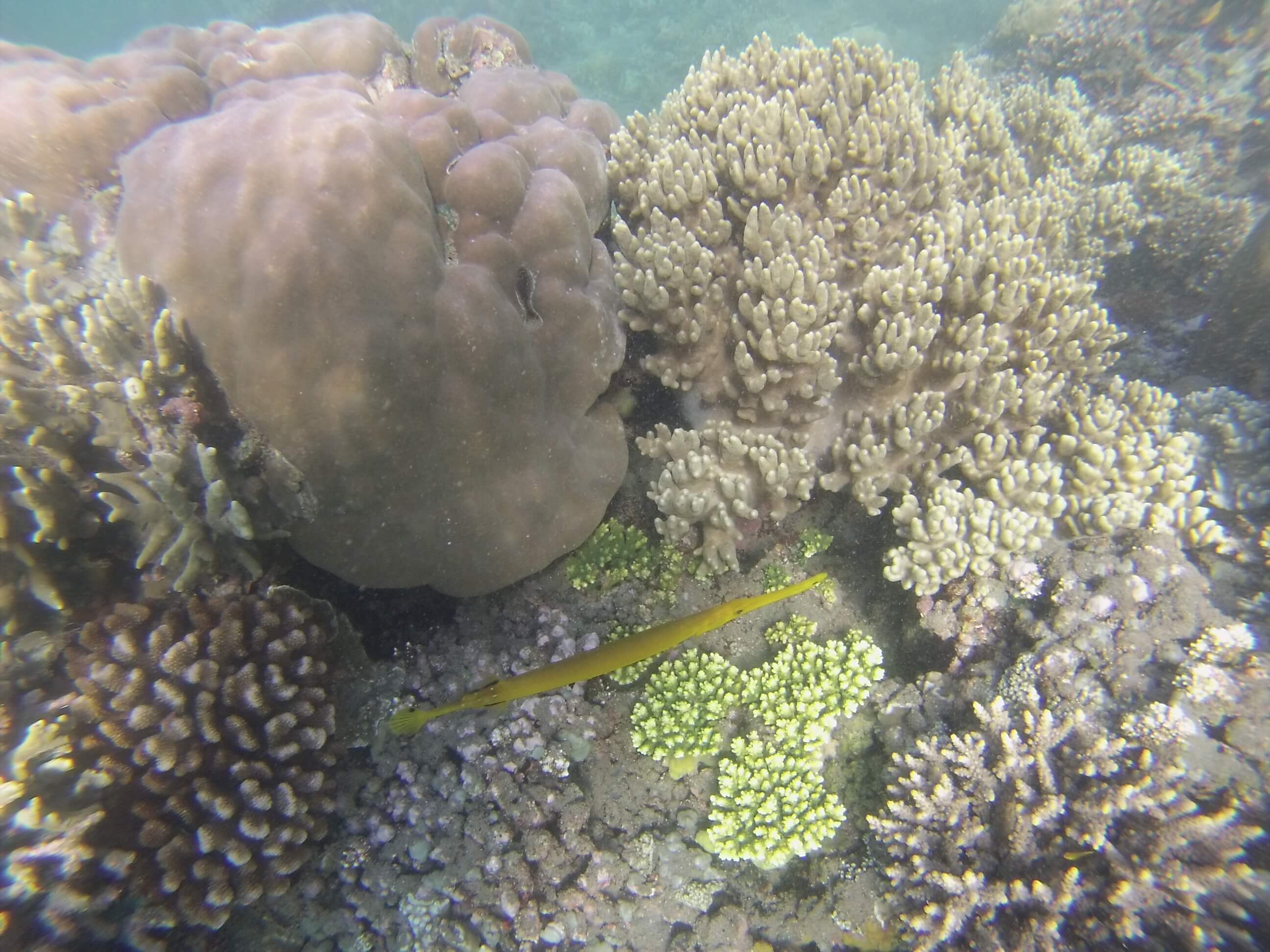 Poisson vert, Amed, Bali